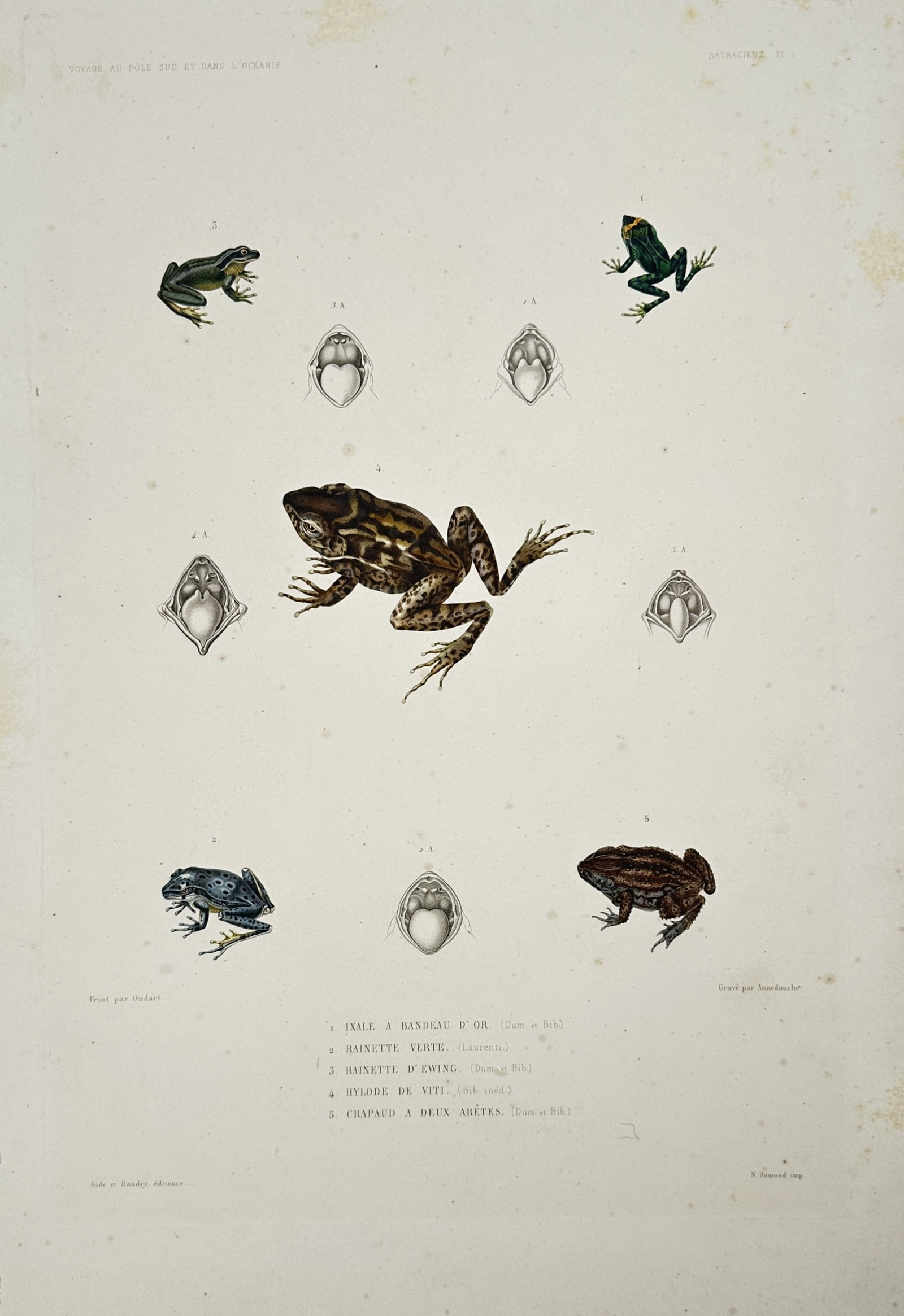 Jean-Baptiste-Alexandre Gide (publisher) – Studies of Frogs and Toads – Hand-coloured lithograph (1 of 2)