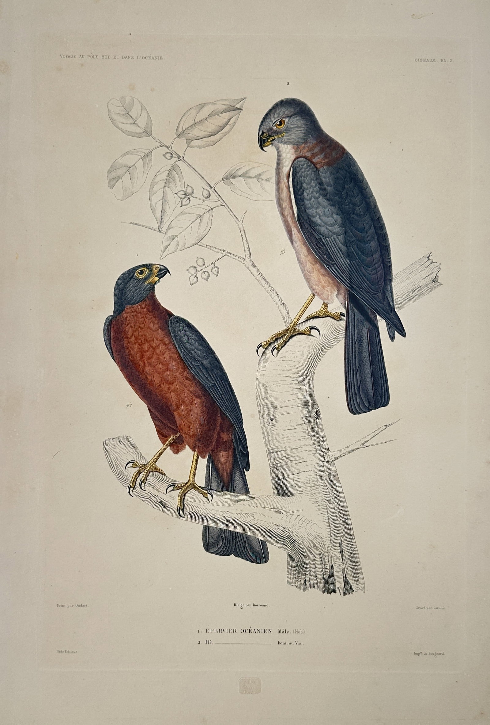 Jean-Baptiste-Alexandre Gide (publisher) – Studies of Two Oceanic Hawks (1 of 2)