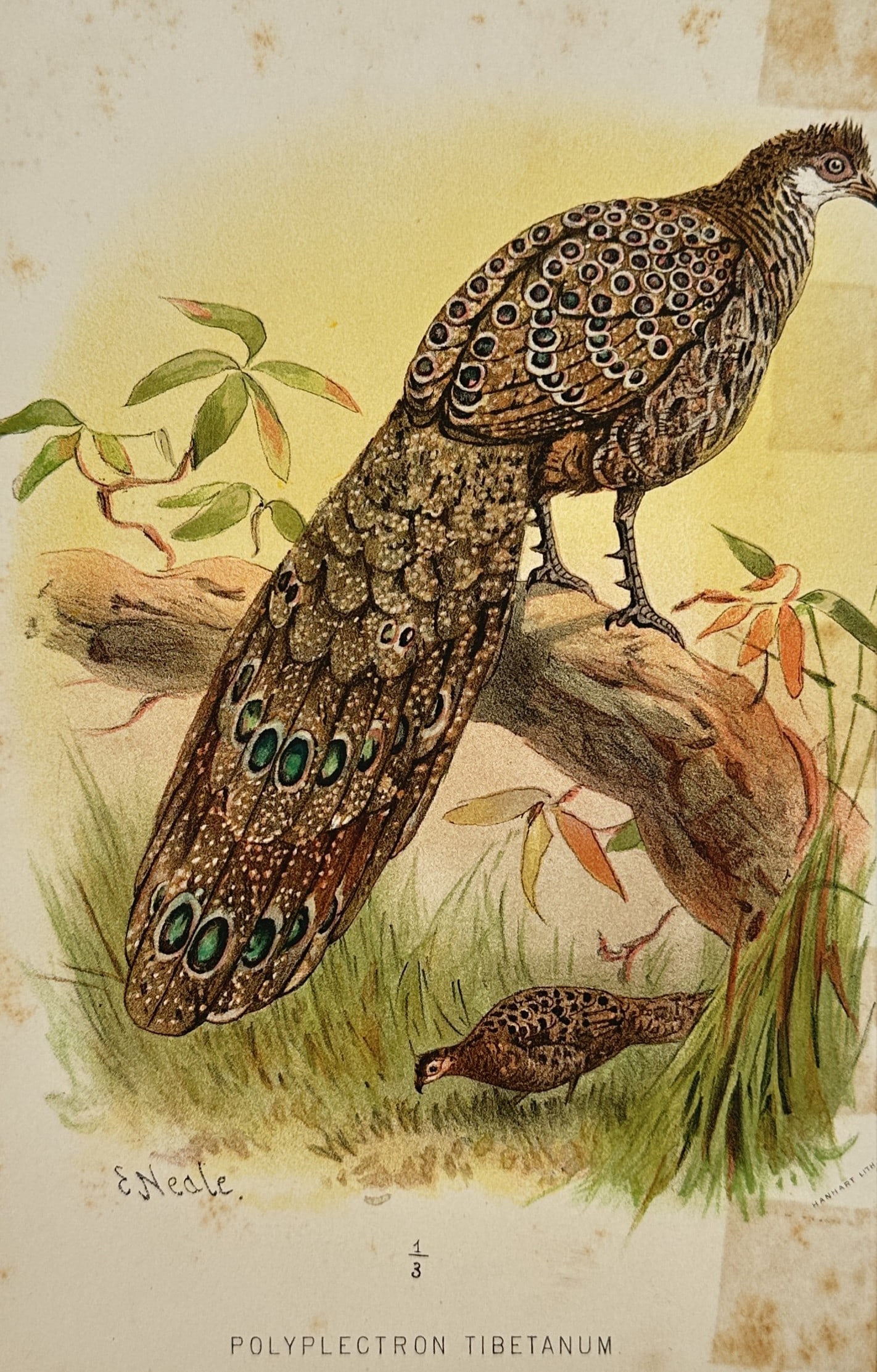 Edward Neale (1833 – 1904) – Portrait of Grey Peacock-Pheasants – Lithograph (1881) (1 of 2)