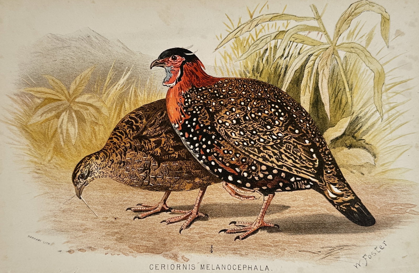 William Foster (1853 – 1924) – Portrait of Western Tragopans – Lithograph (1881): "Ceriornis Melanocephala" This lithograph depicts a pair of Western Tragopans in a naturalistic landscape, with the male displaying its intricate black, red, and white-spotted plumage alongside the mo