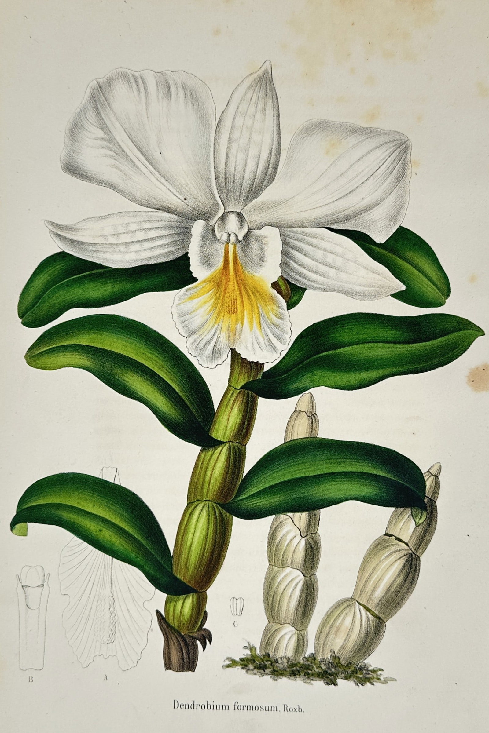 Walter Hood Fitch – Botanical Study of a Dendrobium Orchid – Hand-coloured lithograph (1848) (1 of 2)