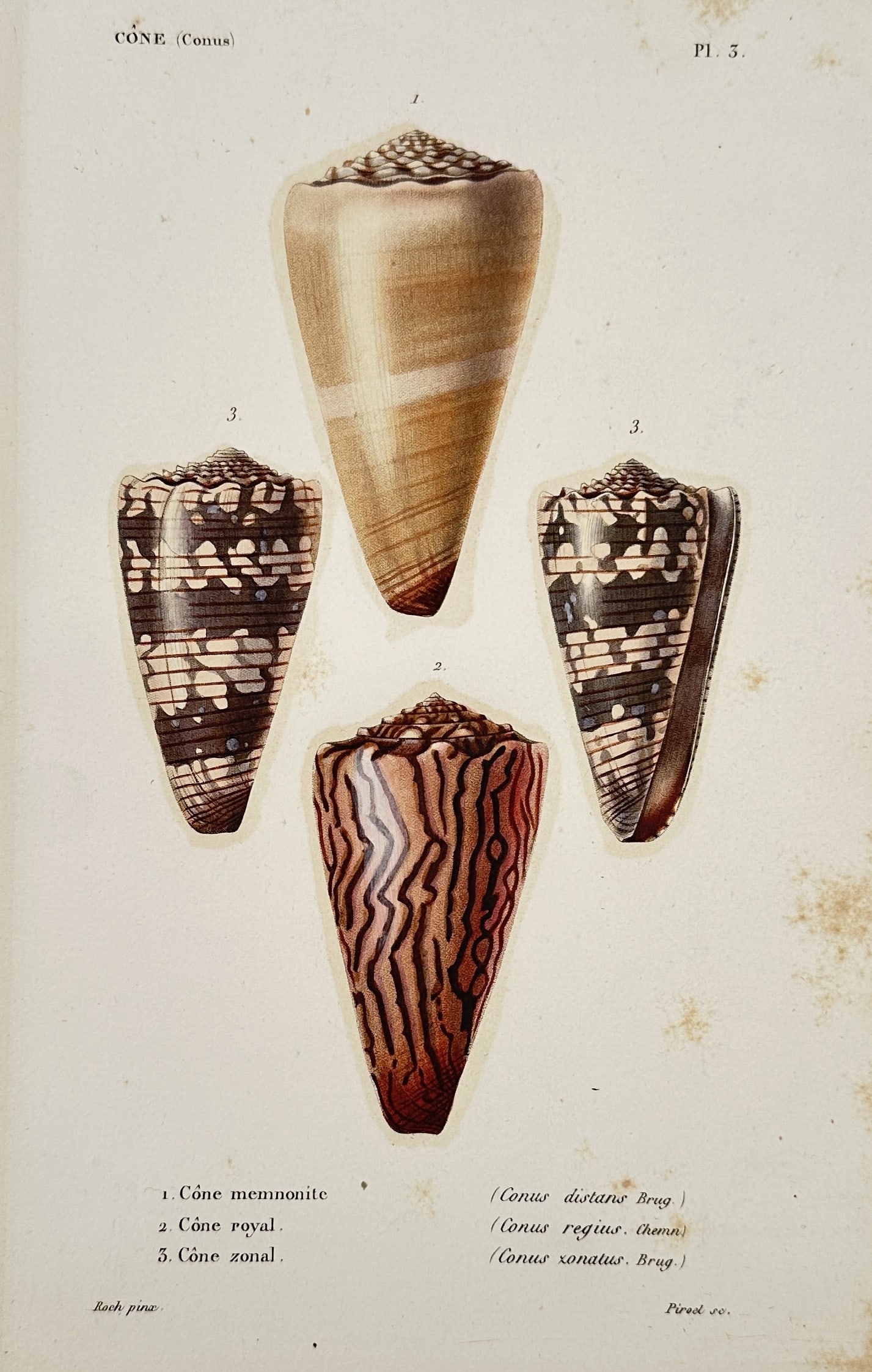 Louis Charles Kiener (1799 – 1881) – Study of Cone Shell Species – Hand-coloured engraving: "Cone (Conus)" This hand-coloured engraving illustrates four specimens of cone snails, highlighting the distinct geometric patterns and varied colorations of the Conus distans, Conus regius, and Conus