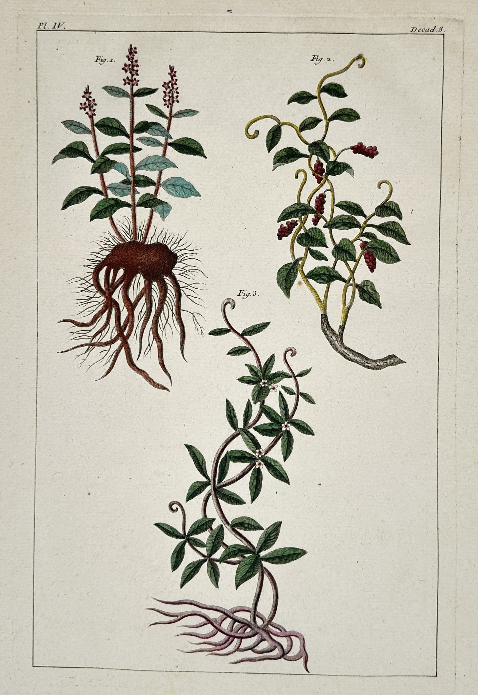 François-Anne David (1741 – 1824) – Botanical Study of Tropical Plants and Roots (1 of 2)