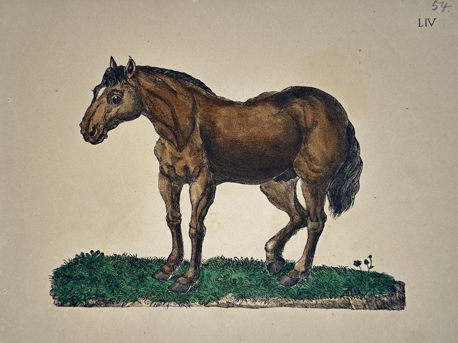 Friedrich Justin Bertuch – Study of a Horse – Hand-coloured copperplate engraving (1798): "LIV" This hand-coloured copperplate engraving depicts a brown horse in profile standing upon a small patch of grass, rendered with the characteristic anatomical clarity of early natural history docum