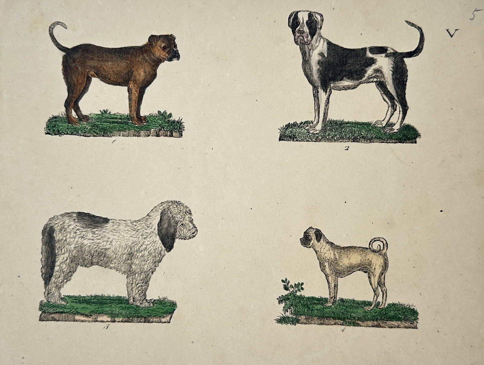 Friedrich Justin Bertuch – Study of Various Dog Breeds – Hand-coloured copperplate engraving (1 of 2)