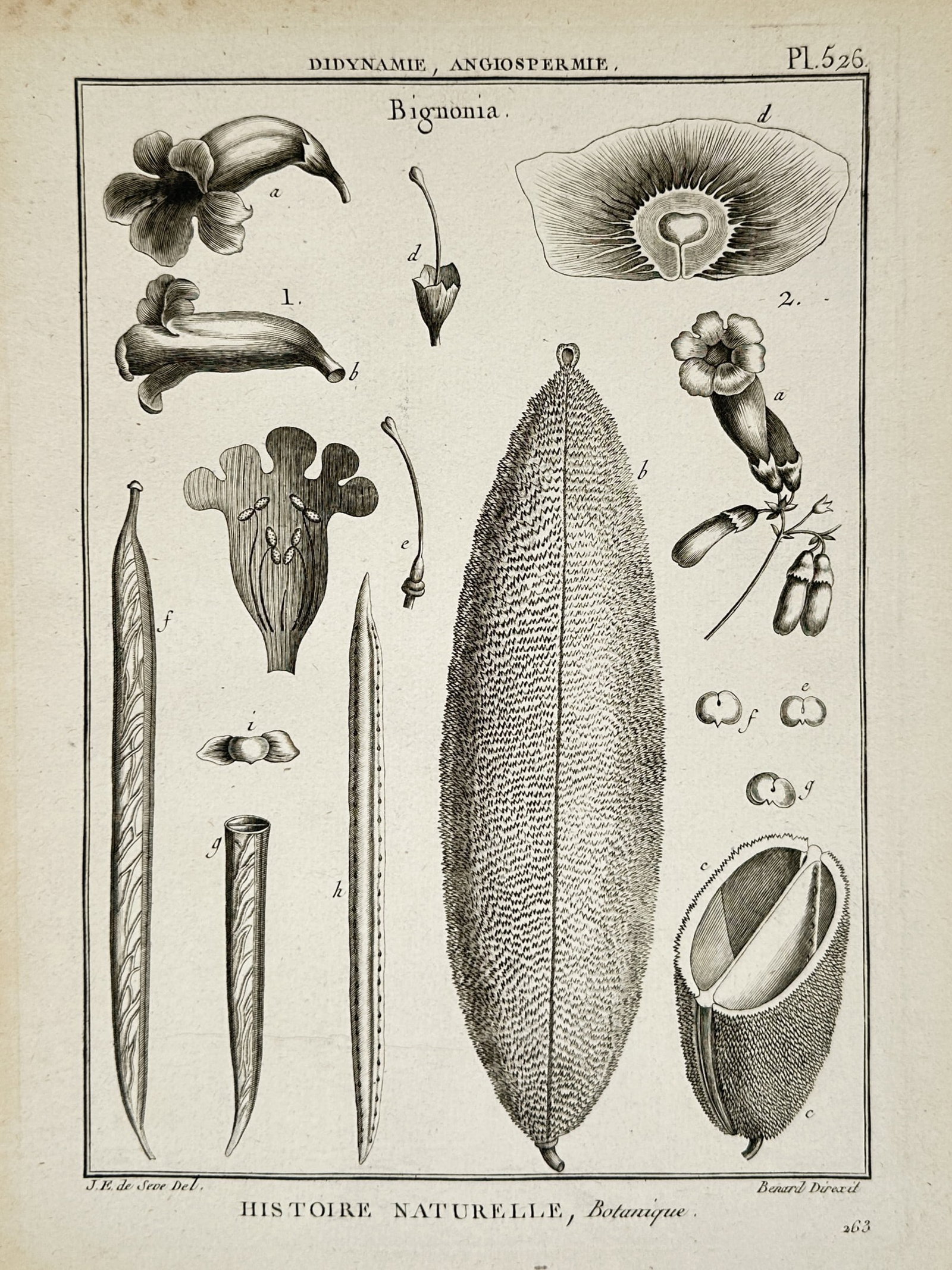 Robert Bénard (1734 – 1777) – Botanical Study of the Bignonia Plant – Engraving (1791) (1 of 2)