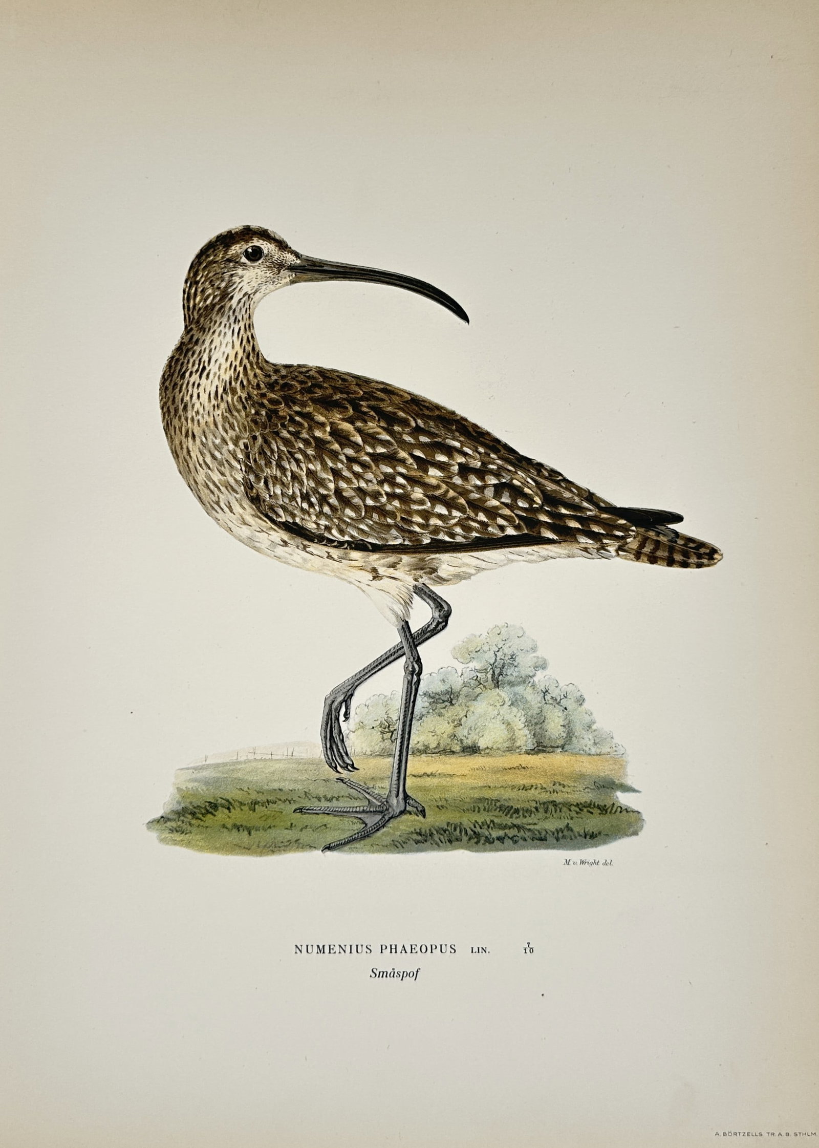 Magnus von Wright (1805 – 1867) – Whimbrel (Numenius Phaeopus) – Color lithograph (1920s) (1 of 2)