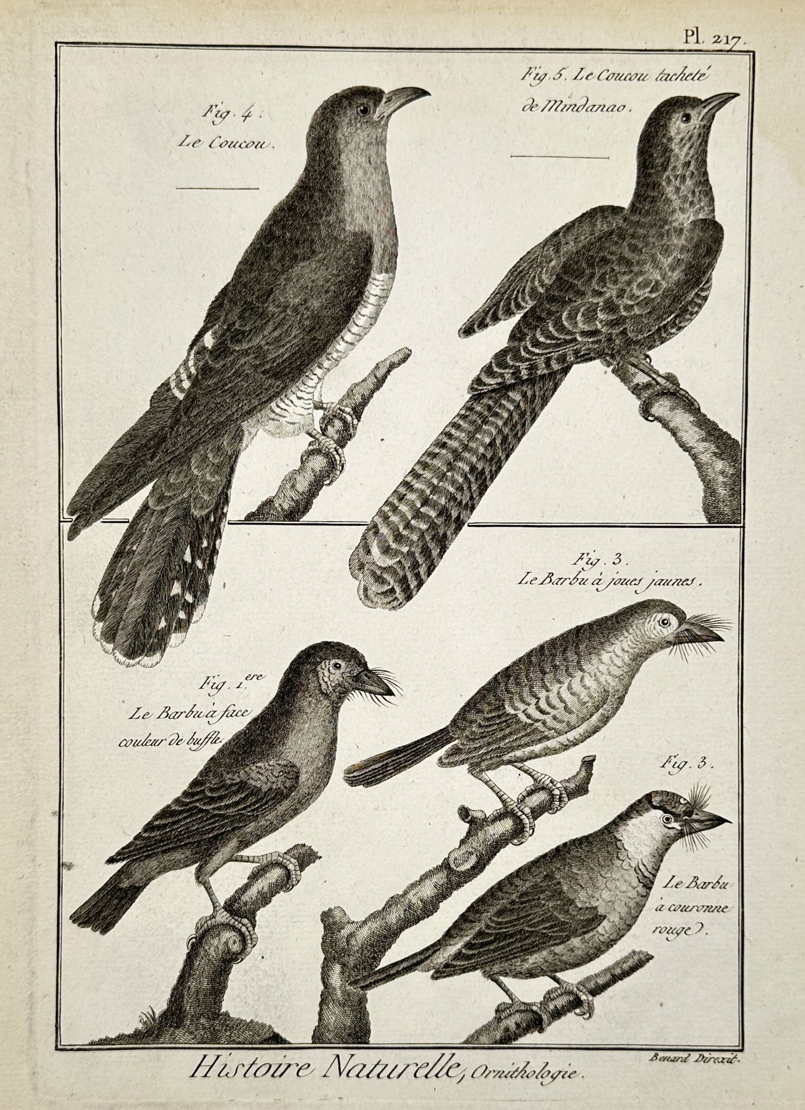 Robert Benard (1734-1777) – View of Cuckoos and Barbets – Engraving (1788) (1 of 2)