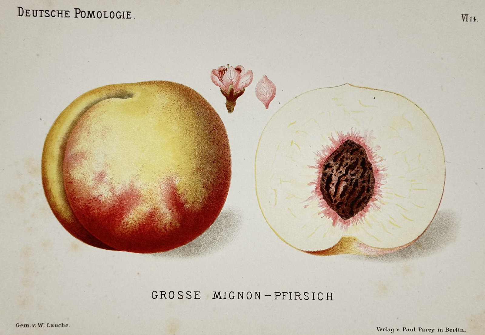 Wilhelm Lauche – View of the Grosse Mignon Peach (Grosse Mignon-Pfirsich) – Chromolithograph (1 of 2)