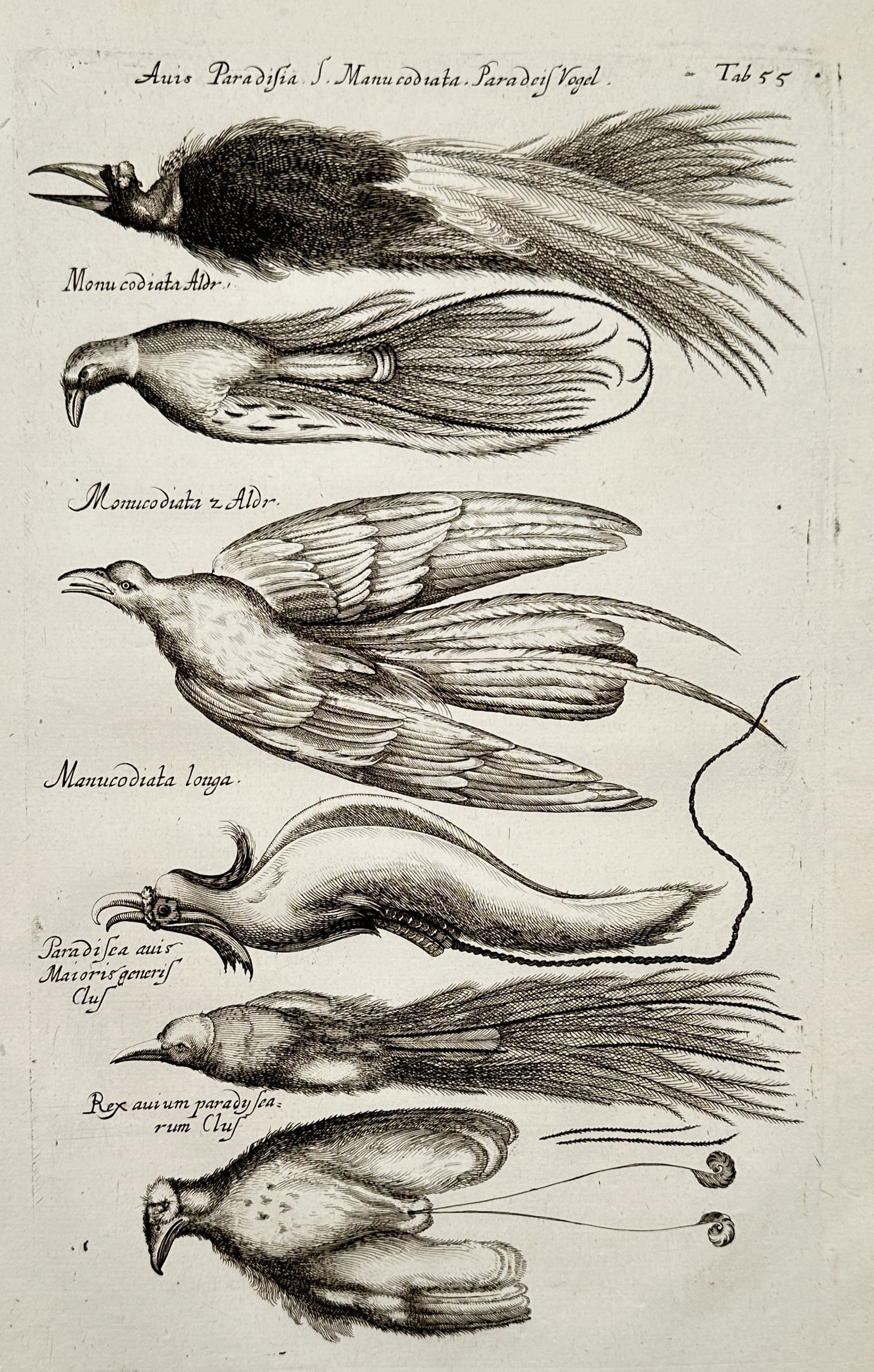 Johannes Jonston (1603-1675) – View of Birds of Paradise – Copper engraving (1650): "Avis Paradisia S. Manucodiata, Paradeis Vogel" depicts several species of birds of paradise, emphasizing their extraordinary plumage and long tail streamers. This copper engraving is from the influen