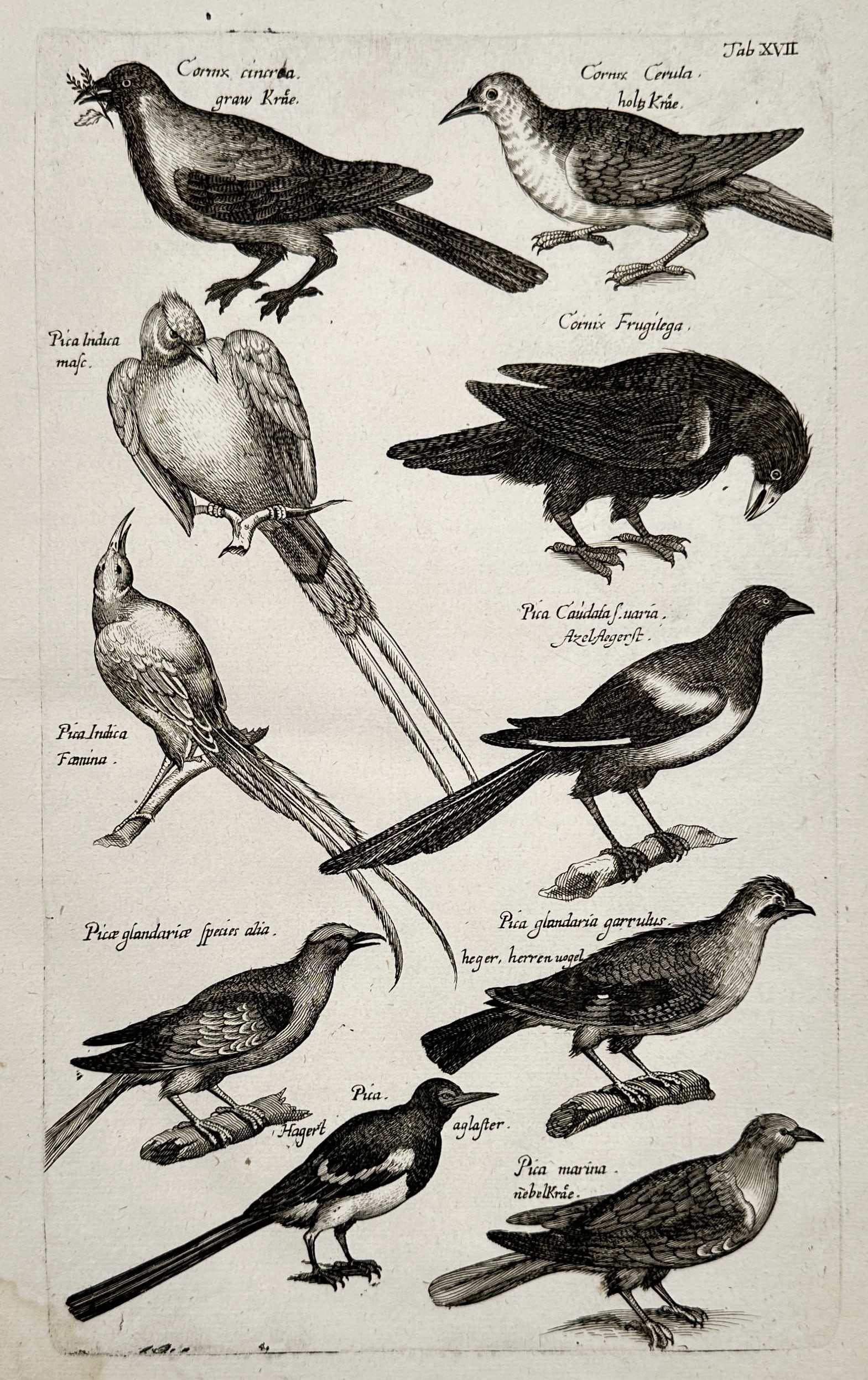 Johannes Jonston (1603-1675) – View of Various Corvid and Magpie Species – Copper engraving (1 of 2)