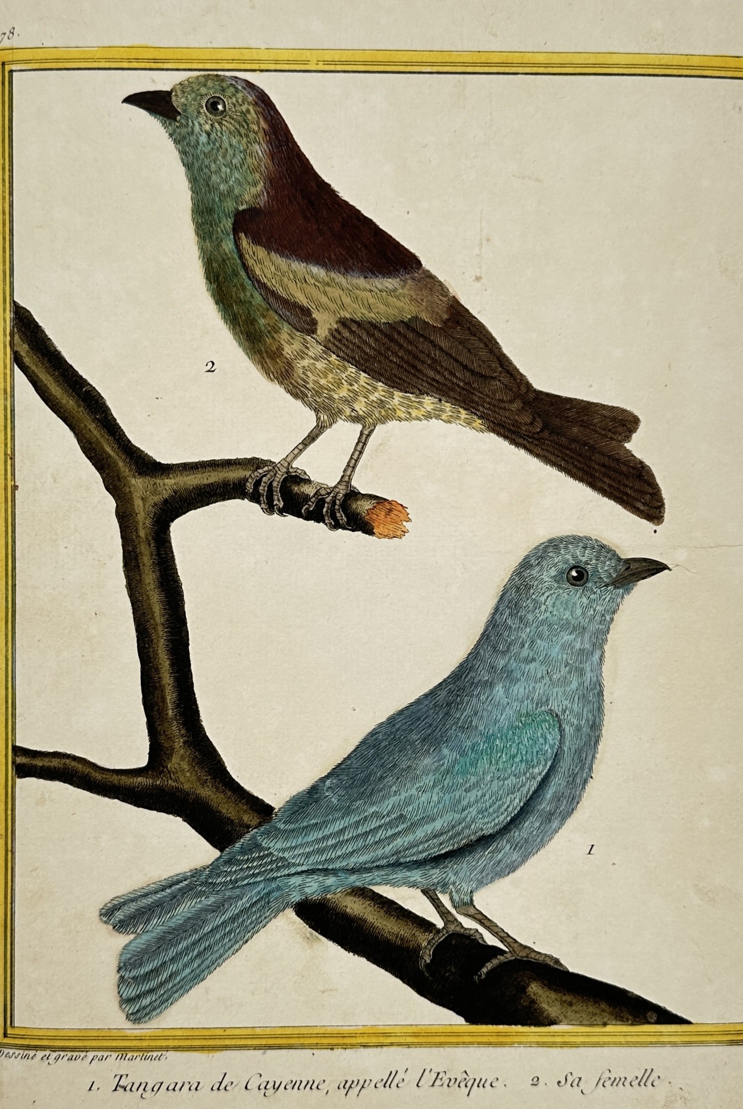 François-Nicolas Martinet – View of the Blue-grey Tanager (Tangara de Cayenne) (1 of 3)