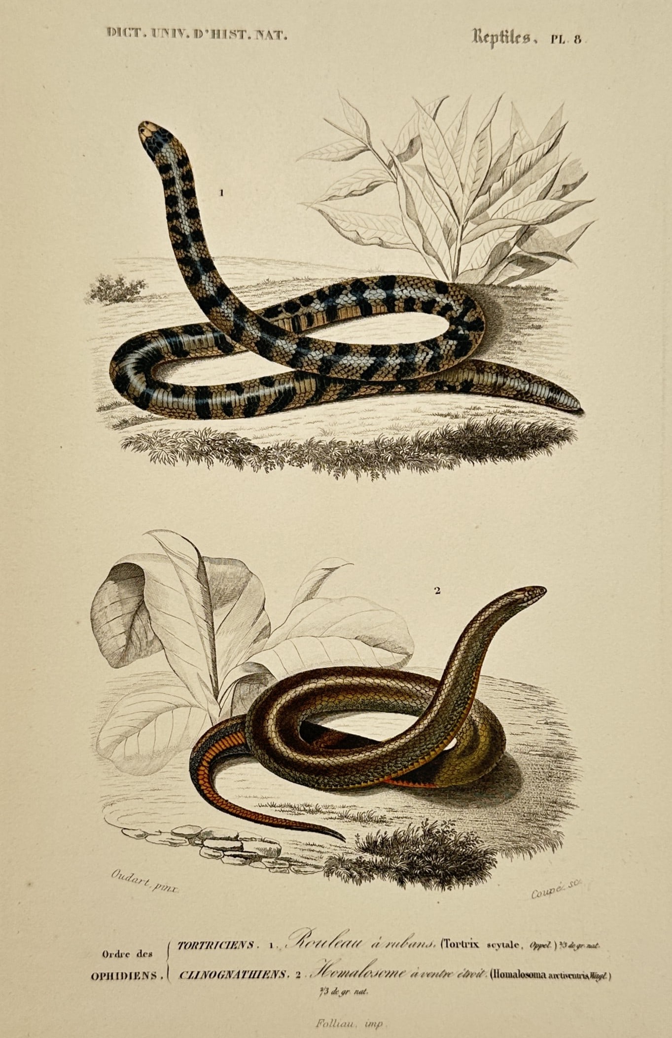 Paul Oudart – View of the Ribbon Pipe Snake and Mud Snake – Hand-coloured steel engraving (1 of 2)