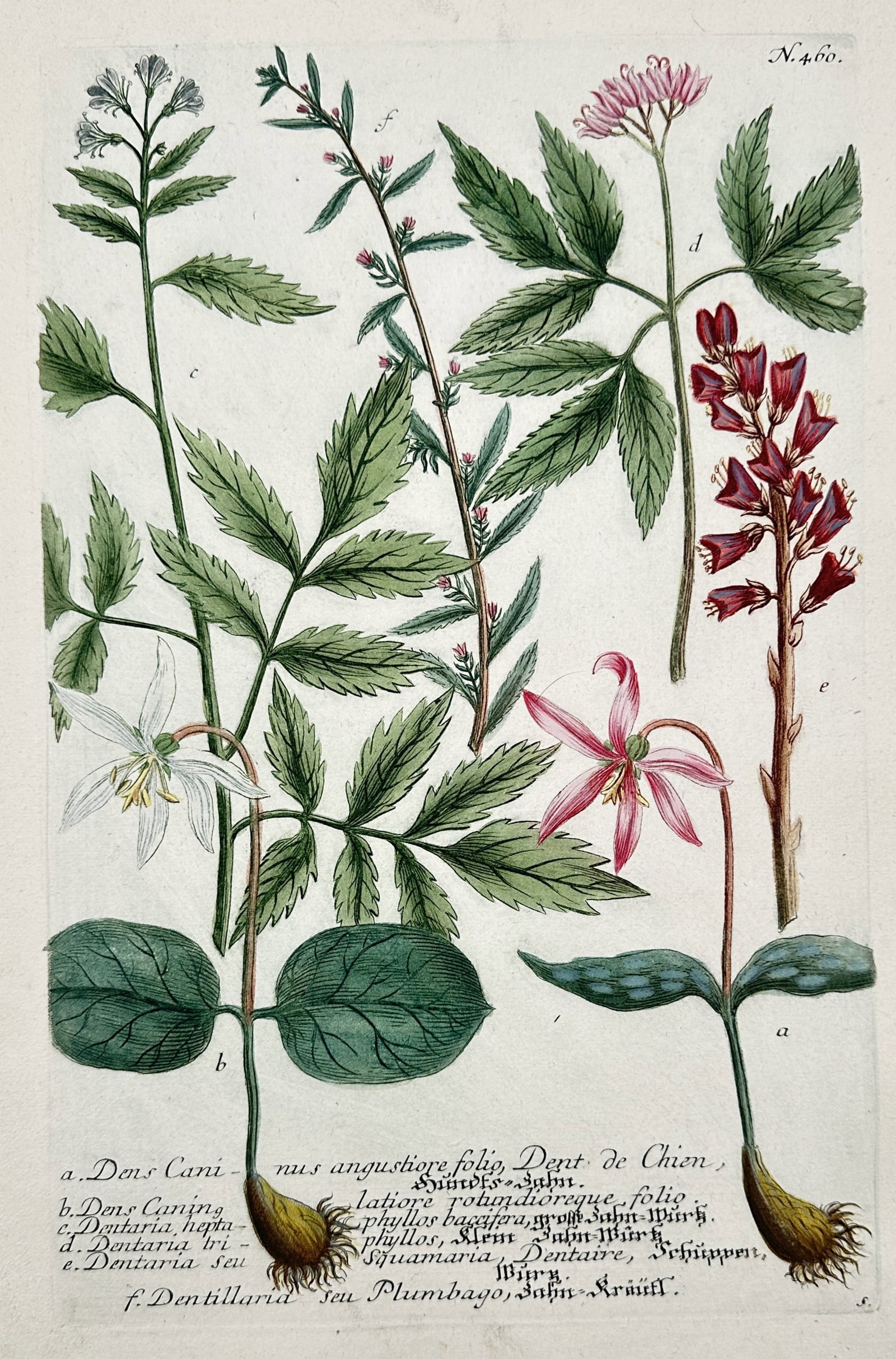 Johann Wilhelm Weinmann – View of Dog's Tooth Violets and Coralroot – Hand-coloured etching (1 of 2)