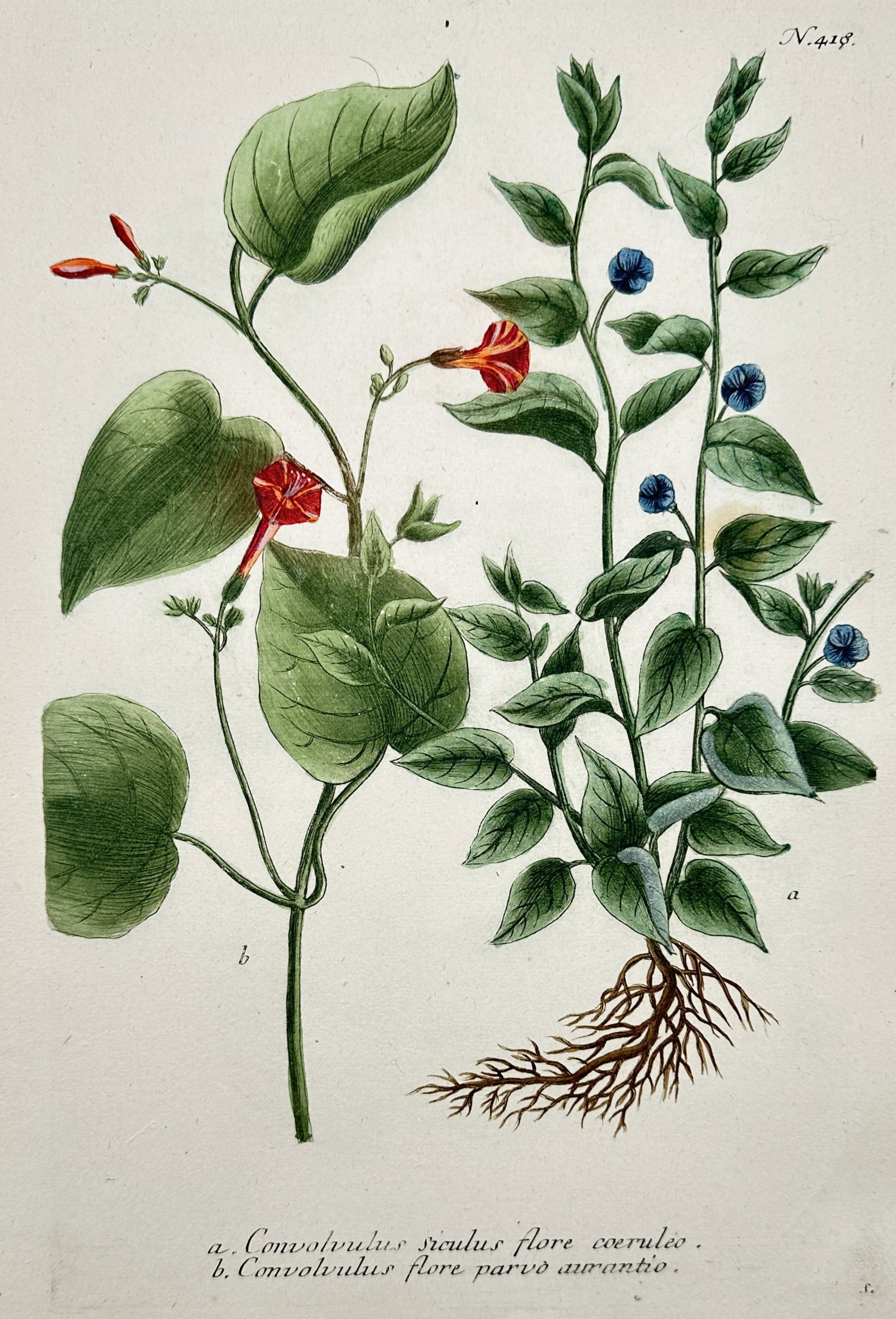 Johann Wilhelm Weinmann – View of Blue and Orange Bindweeds – Hand-coloured etching: "Convolvulus siculus flore coeruleo, Convolvulus flore parvo aurantio" illustrates two species of bindweed or morning glory, showcasing the delicate blue flowers and fibrous root system of the Sicilia