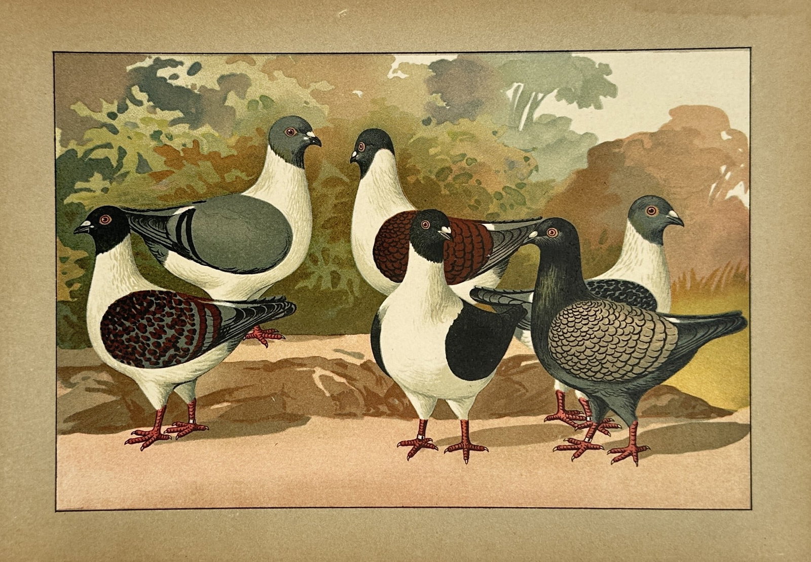 Emil Schachtzabel (1850–1941) – View of a group of pigeons – Chromolithograph (1906) (1 of 2)