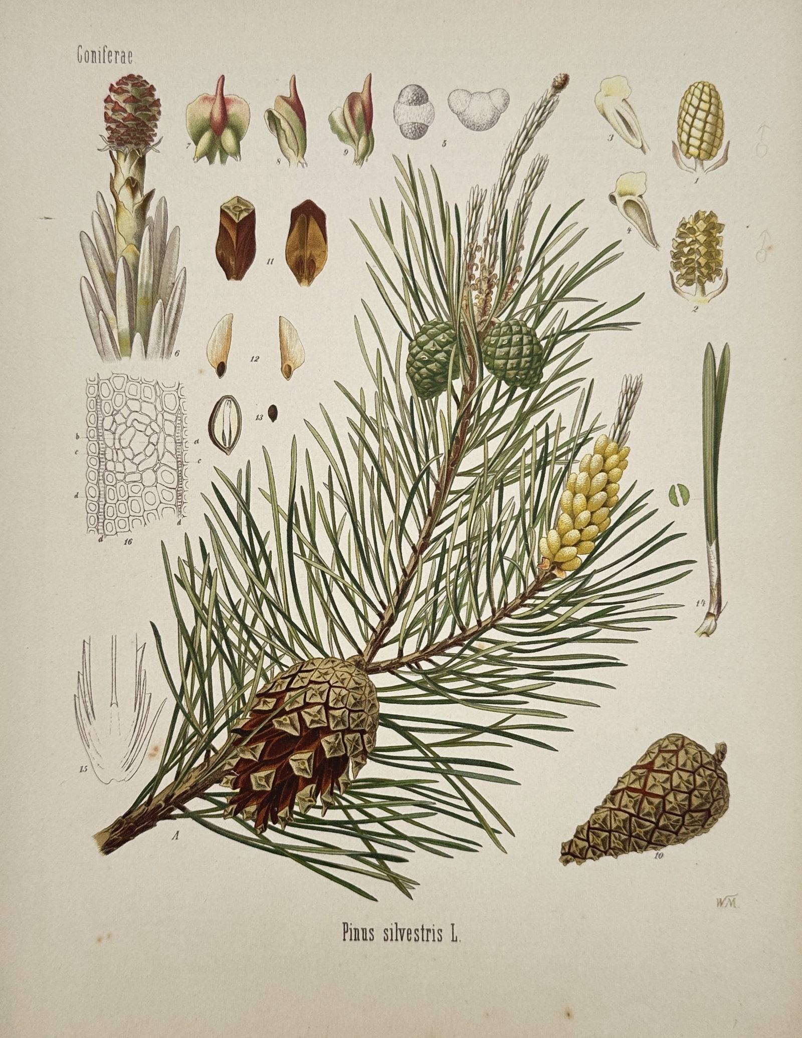 Franz Eugen Köhler – Botanical view of the Scots Pine (Pinus sylvestris) – Chromolithograph (1 of 1)