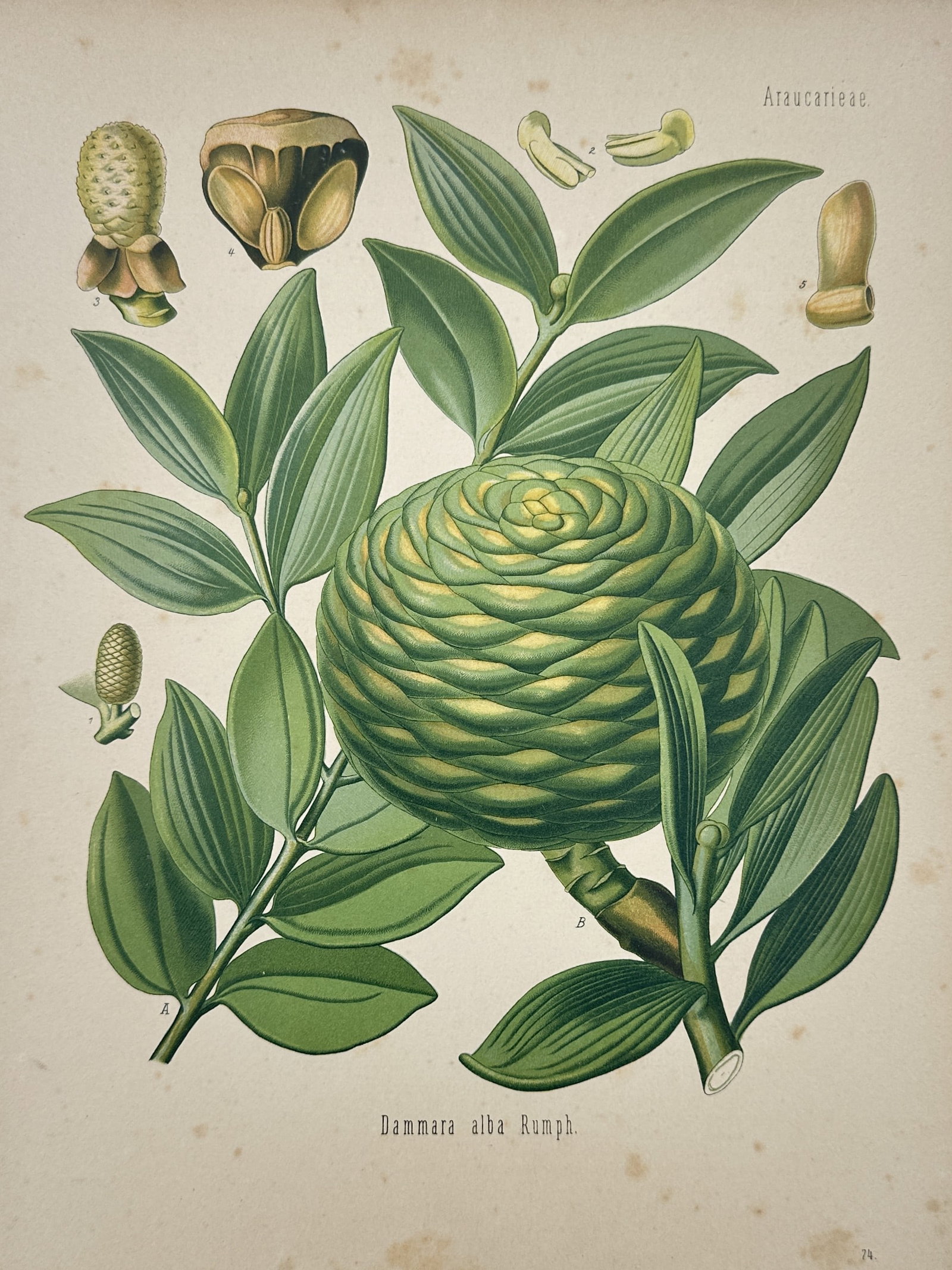 Franz Eugen Köhler – Botanical view of the White Dammar (Agathis dammara) – Chromolithograph (1 of 2)