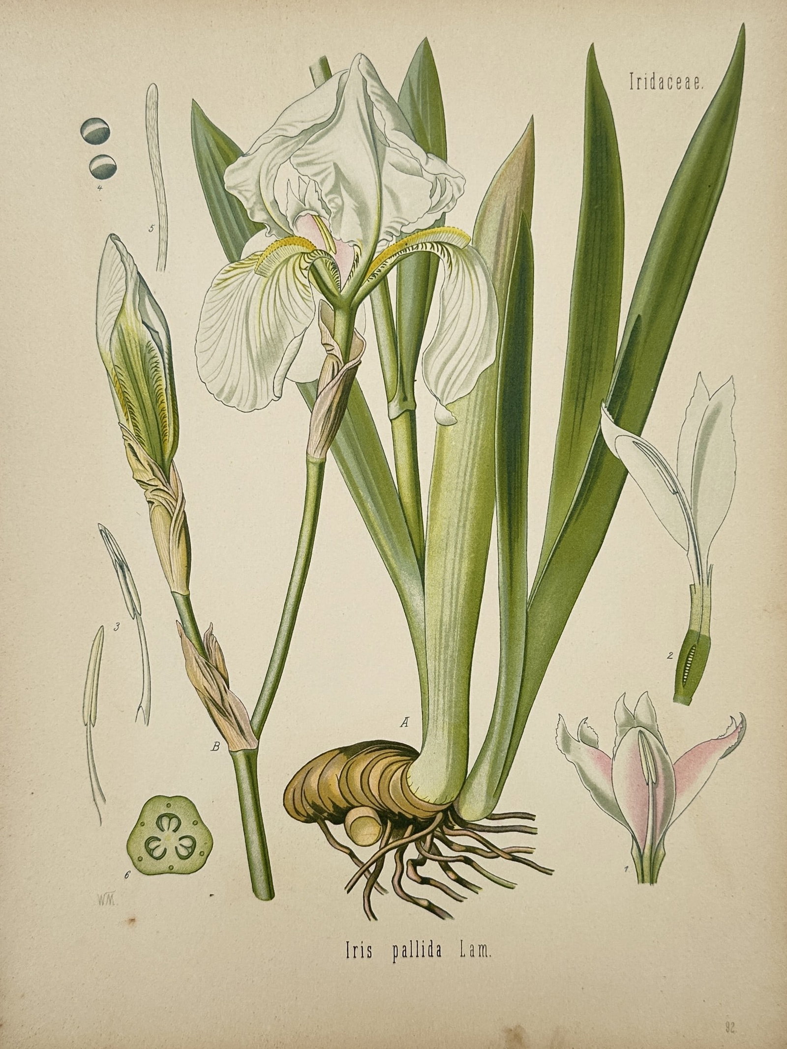 Franz Eugen Köhler – Botanical view of the Dalmatian Iris (Iris pallida) – Chromolithograph (1 of 2)