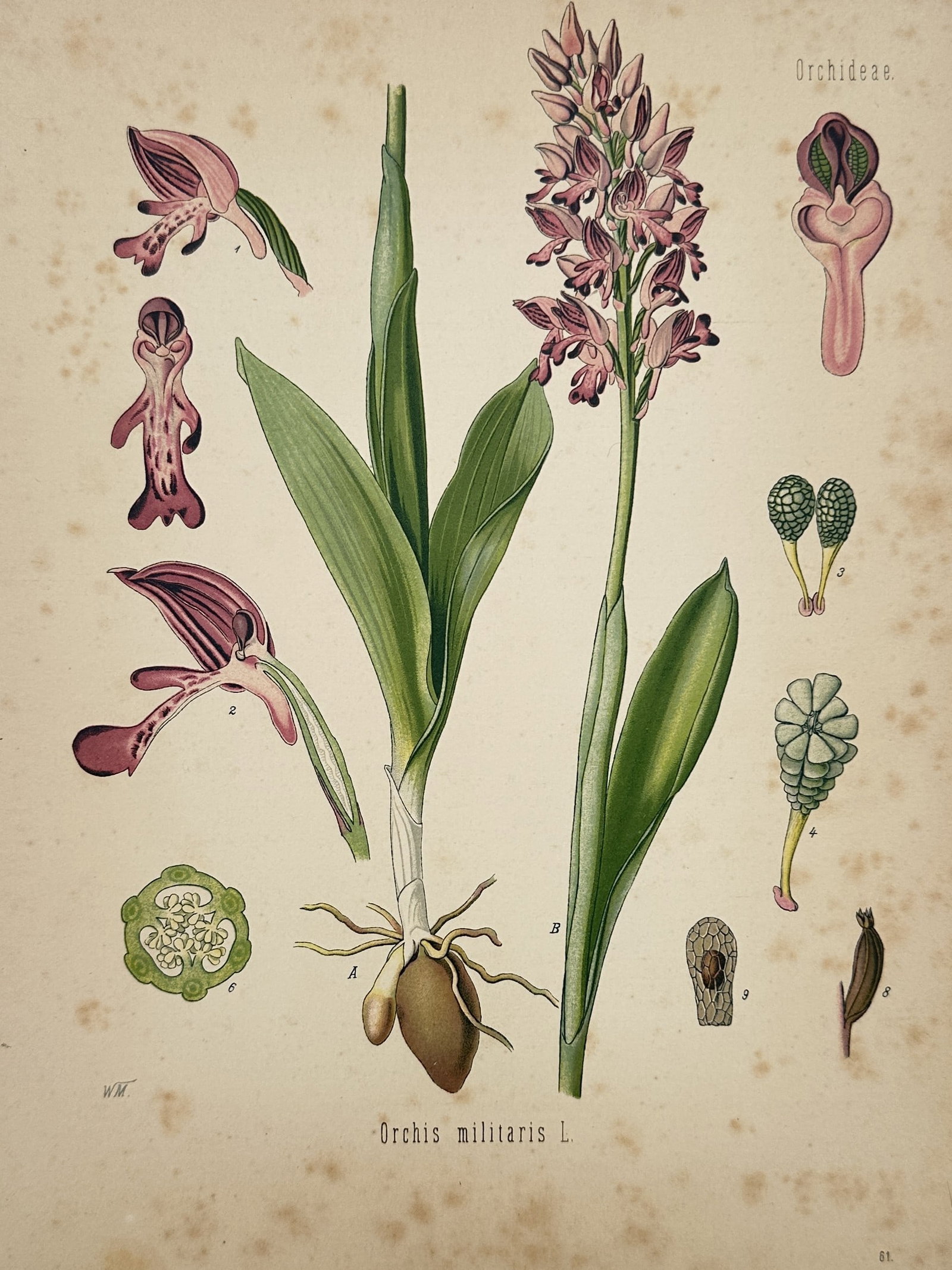 Franz Eugen Köhler – Botanical view of the Military Orchid (Orchis militaris) – (1 of 2)