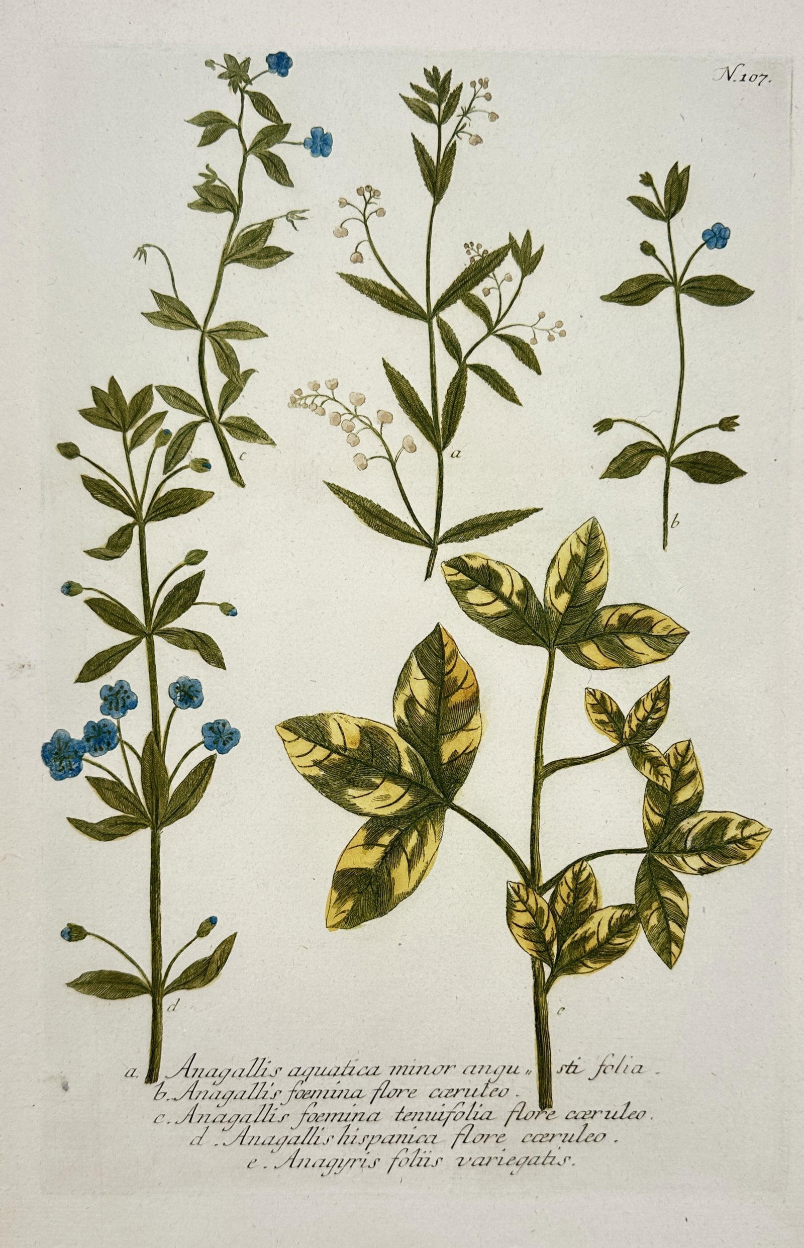 Johann Wilhelm Weinmann – Botanical studies of Anagallis and Anagyris – Hand-coloured etching (1 of 2)