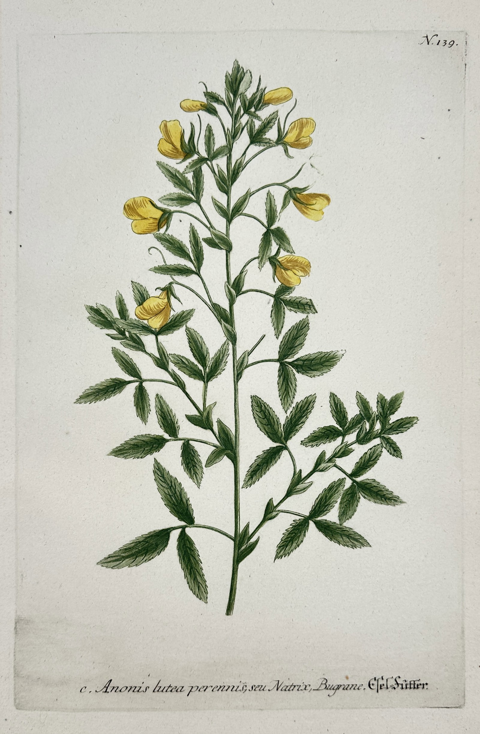 Johann Wilhelm Weinmann – Botanical study of Yellow Rest-harrow – Hand-coloured etching (1 of 2)