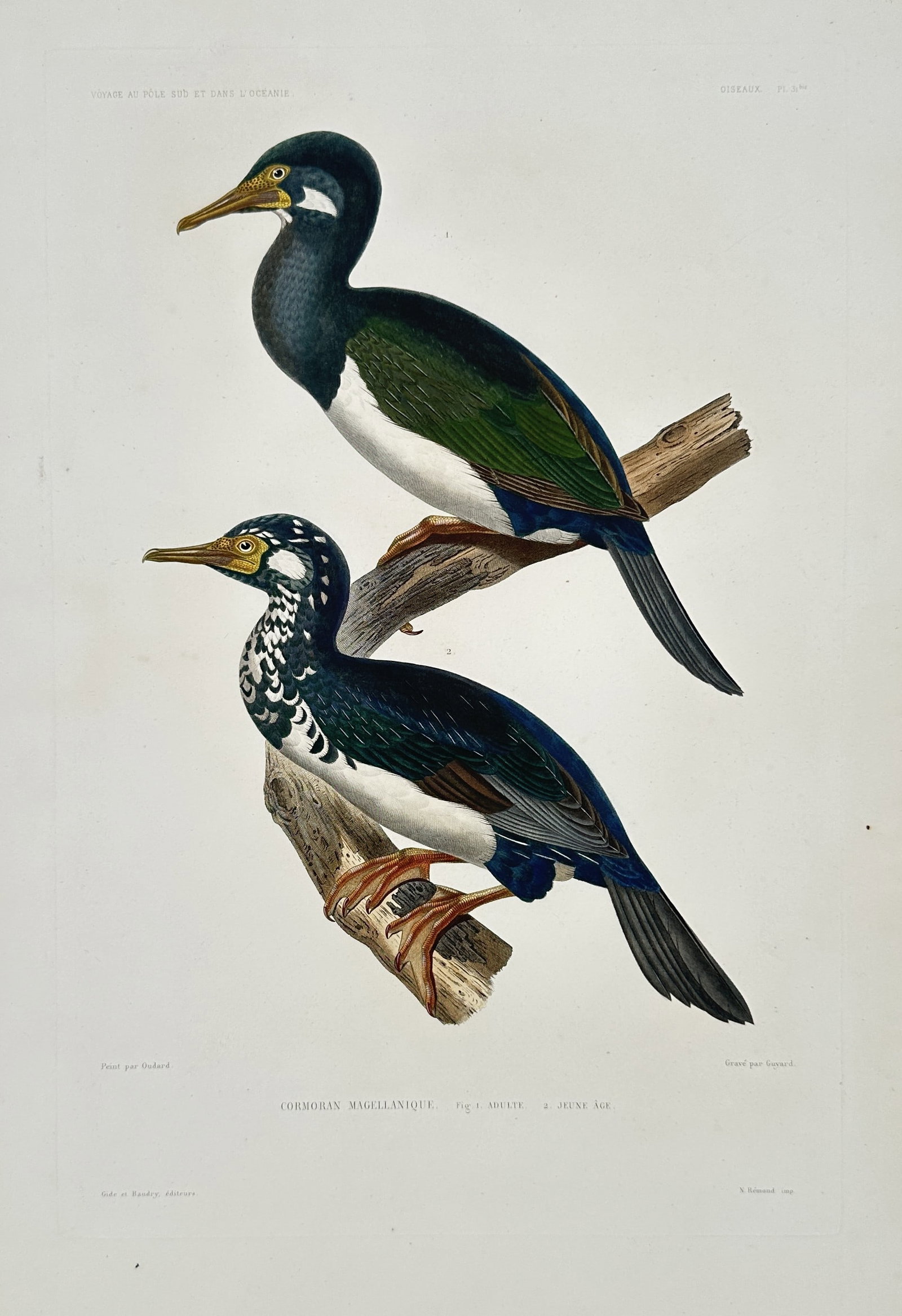 Jean-Baptiste-Alexandre Gide (publisher) – Magellanic Cormorant – Hand-coloured lithograph (1 of 2)