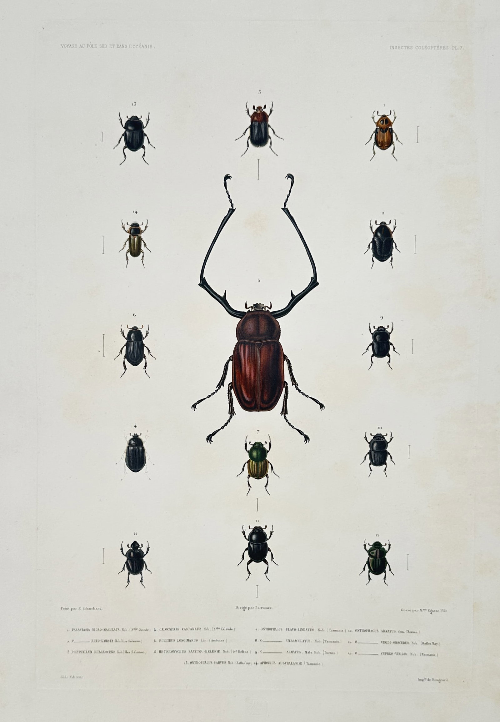 Jean-Baptiste-Alexandre Gide (publisher) – Entomological Study of Coleoptera (Beetles) (1 of 2)