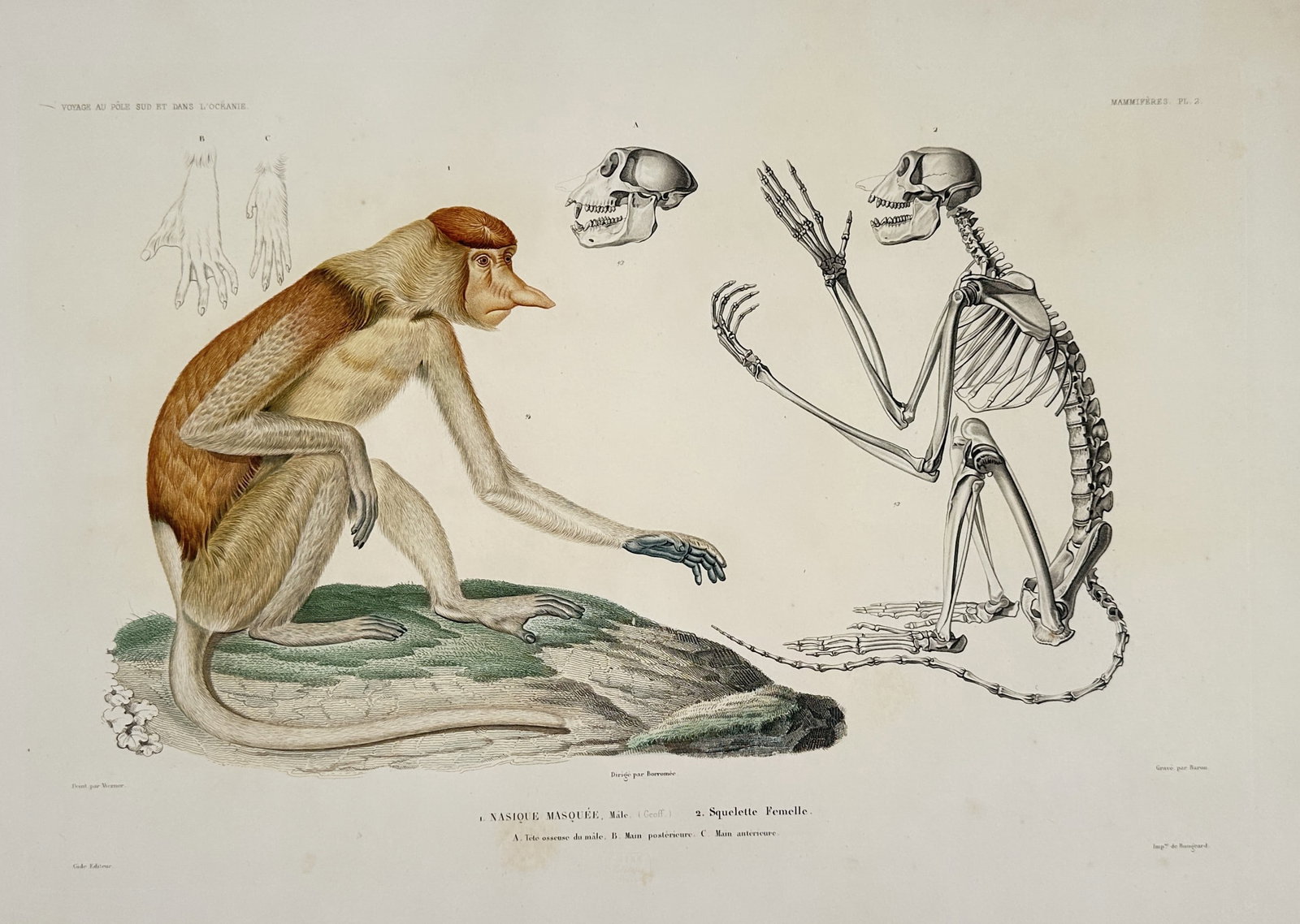 Jean-Baptiste-Alexandre Gide (publisher) – Anatomical Study of the Proboscis Monkey: "Nasique Masqué" presents a comprehensive zoological study of the Proboscis Monkey (Nasalis larvatus), endemic to Borneo. The plate features a full-figure illustration of an adult male in its natural