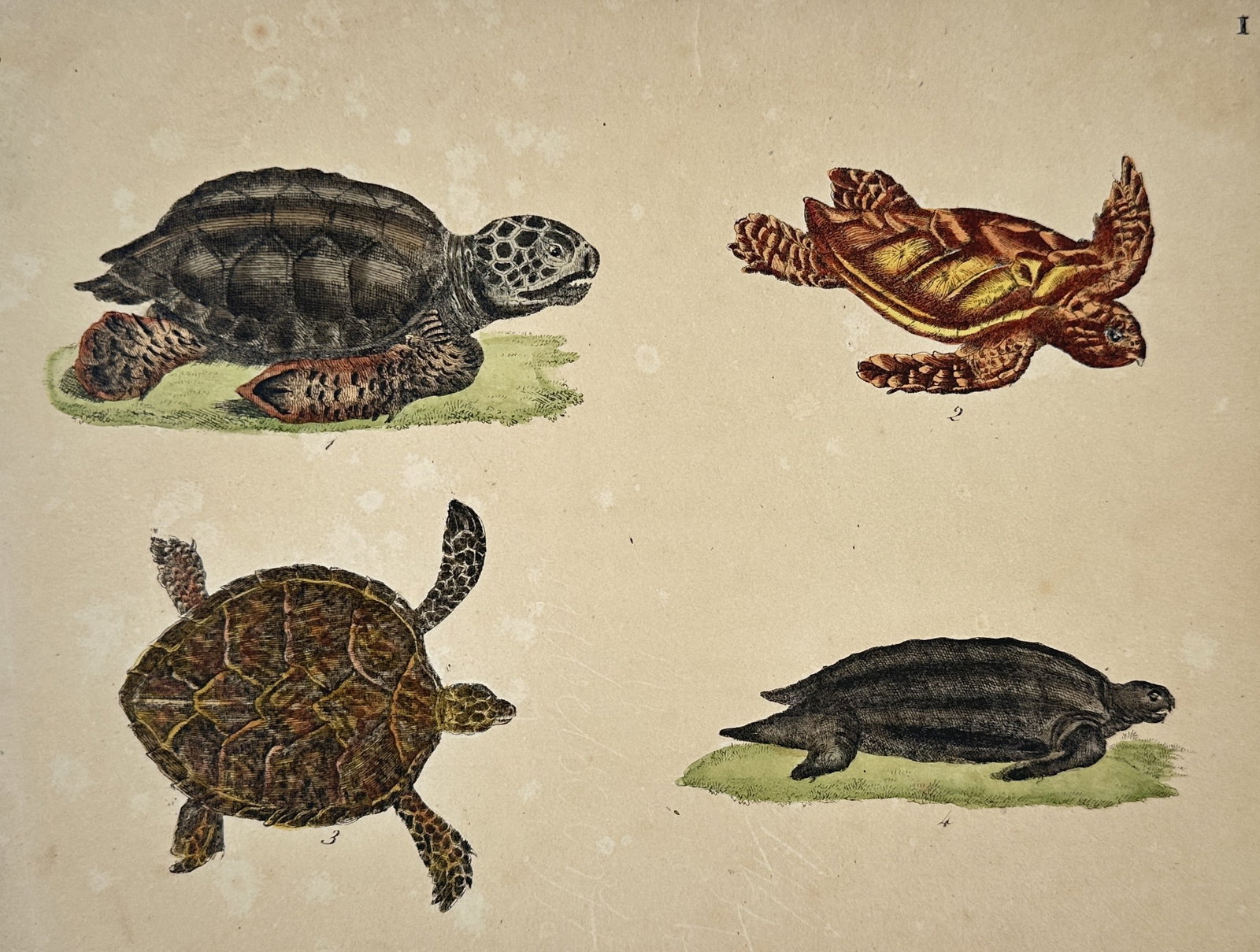 Friedrich Justin Bertuch – Study of Sea Turtles and Terrapins – Hand-coloured copperplate (1 of 2)