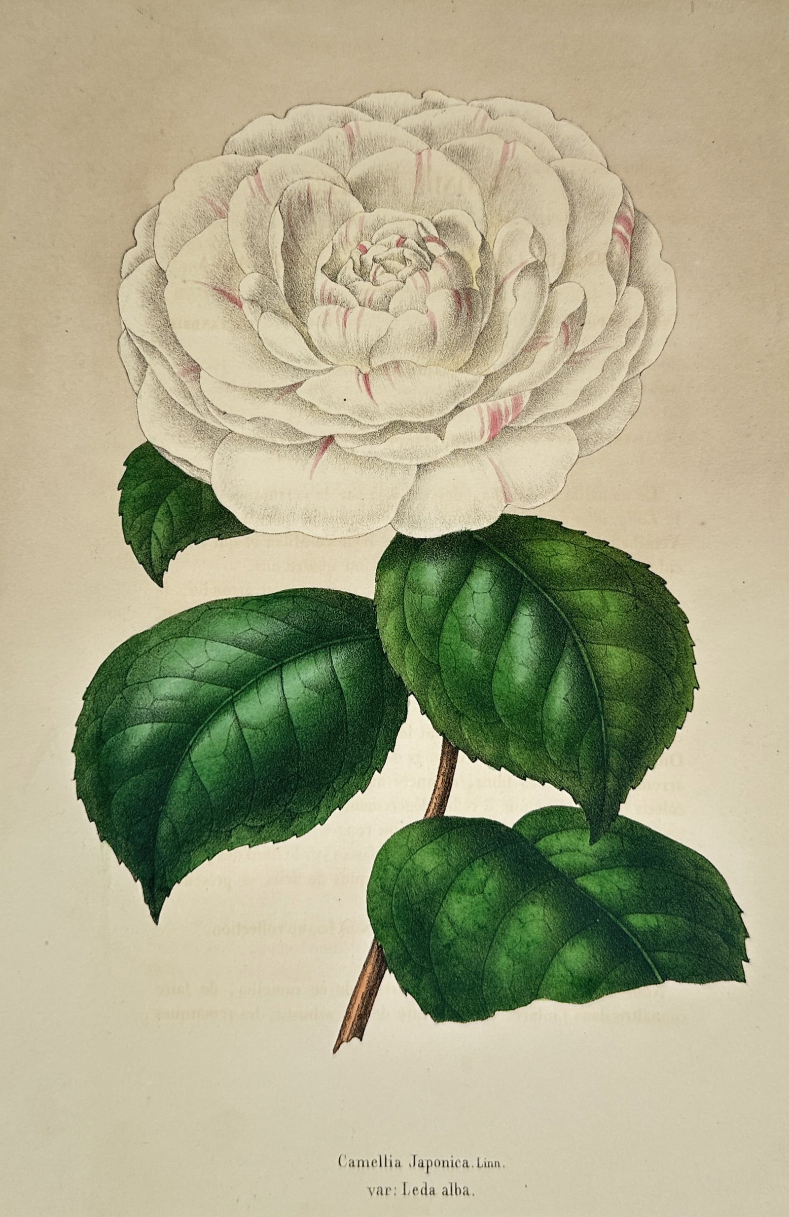 Walter Hood Fitch – Botanical Study of Camellia Japonica var. Leda alba – Hand-coloured: "Camellia Japonica var. Leda alba" This hand-coloured lithograph illustrates a large, double white camellia flower with delicate pink streaks on the petals, accompanied by glossy dark green leaves fro