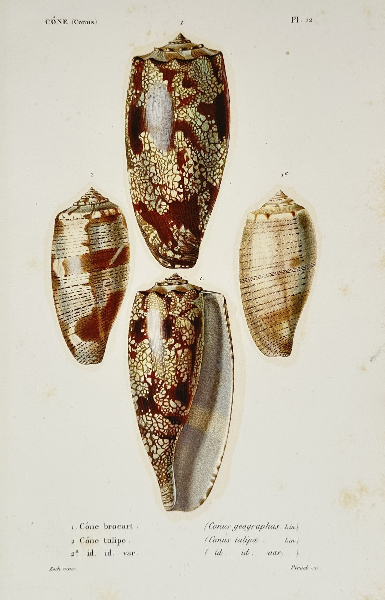 Louis Charles Kiener – Study of Cone Shells including Geography and Tulip Cones (1 of 2)