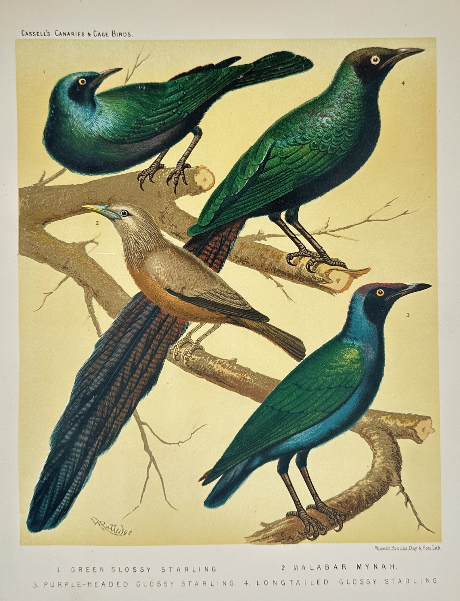 William Rutledge (19th Century) – Study of Glossy Starlings and Malabar Mynah – Chromolithograph (1 of 2)