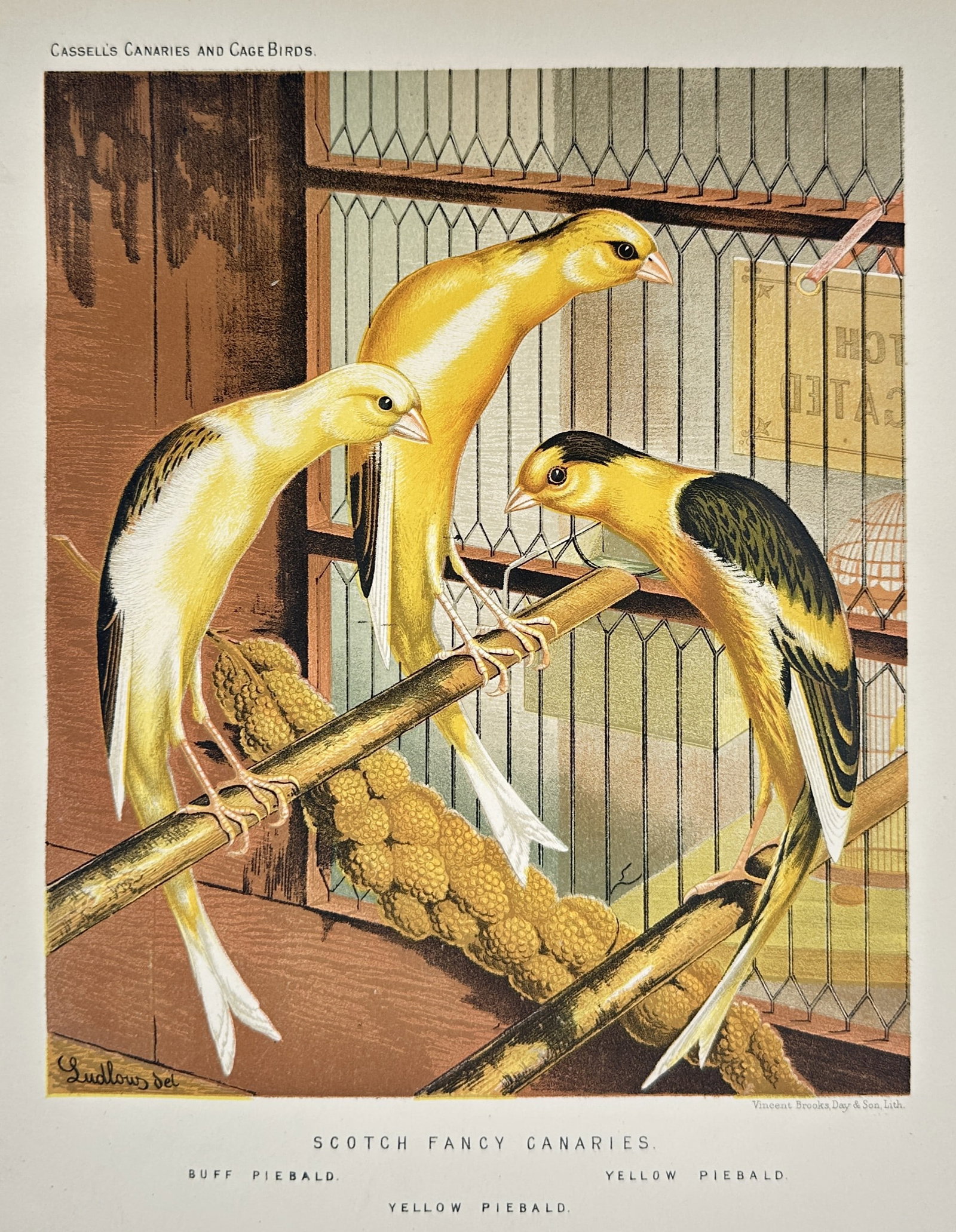 J.W. Ludlow (Active 1860 – 1890) – Study of Scotch Fancy Canaries – Chromolithograph (1880) (1 of 2)