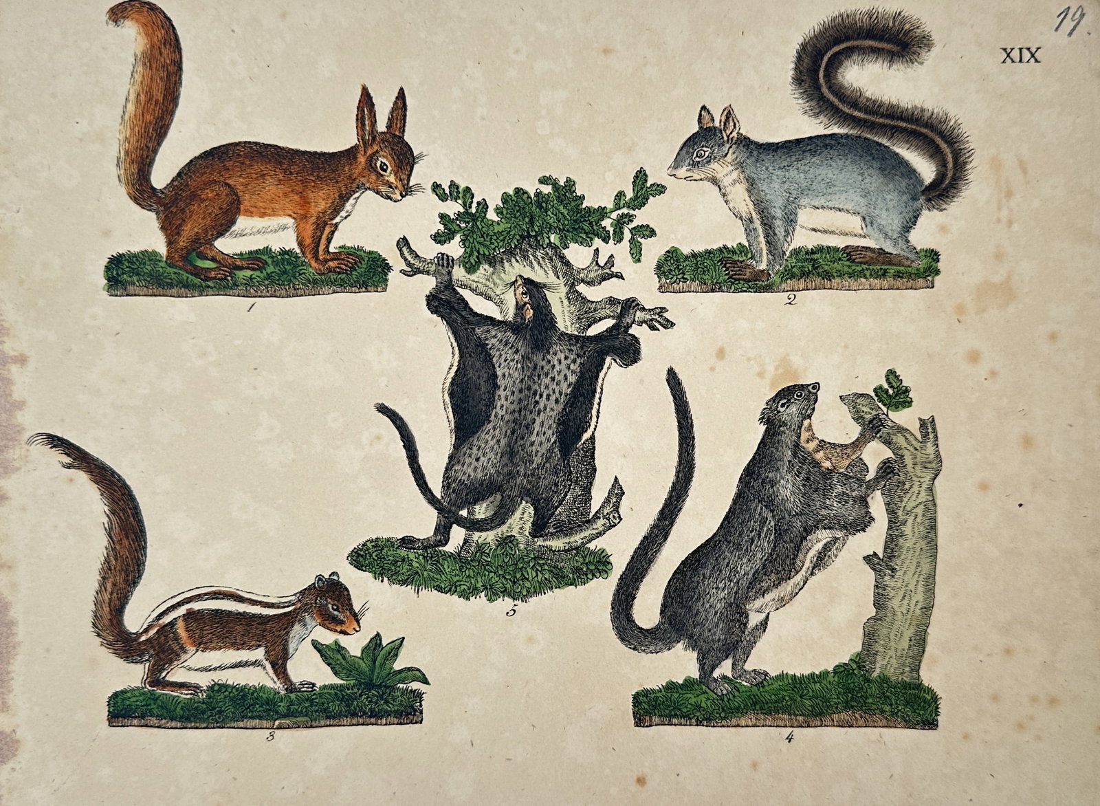 Friedrich Justin Bertuch – Study of Squirrels and Flying Mammals (1 of 2)