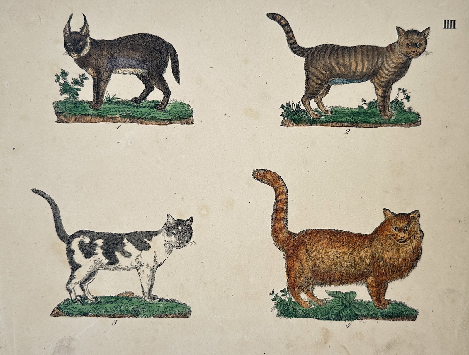 Friedrich Justin Bertuch – Study of Various Feline Species – Hand-coloured copperplate engraving (1 of 2)