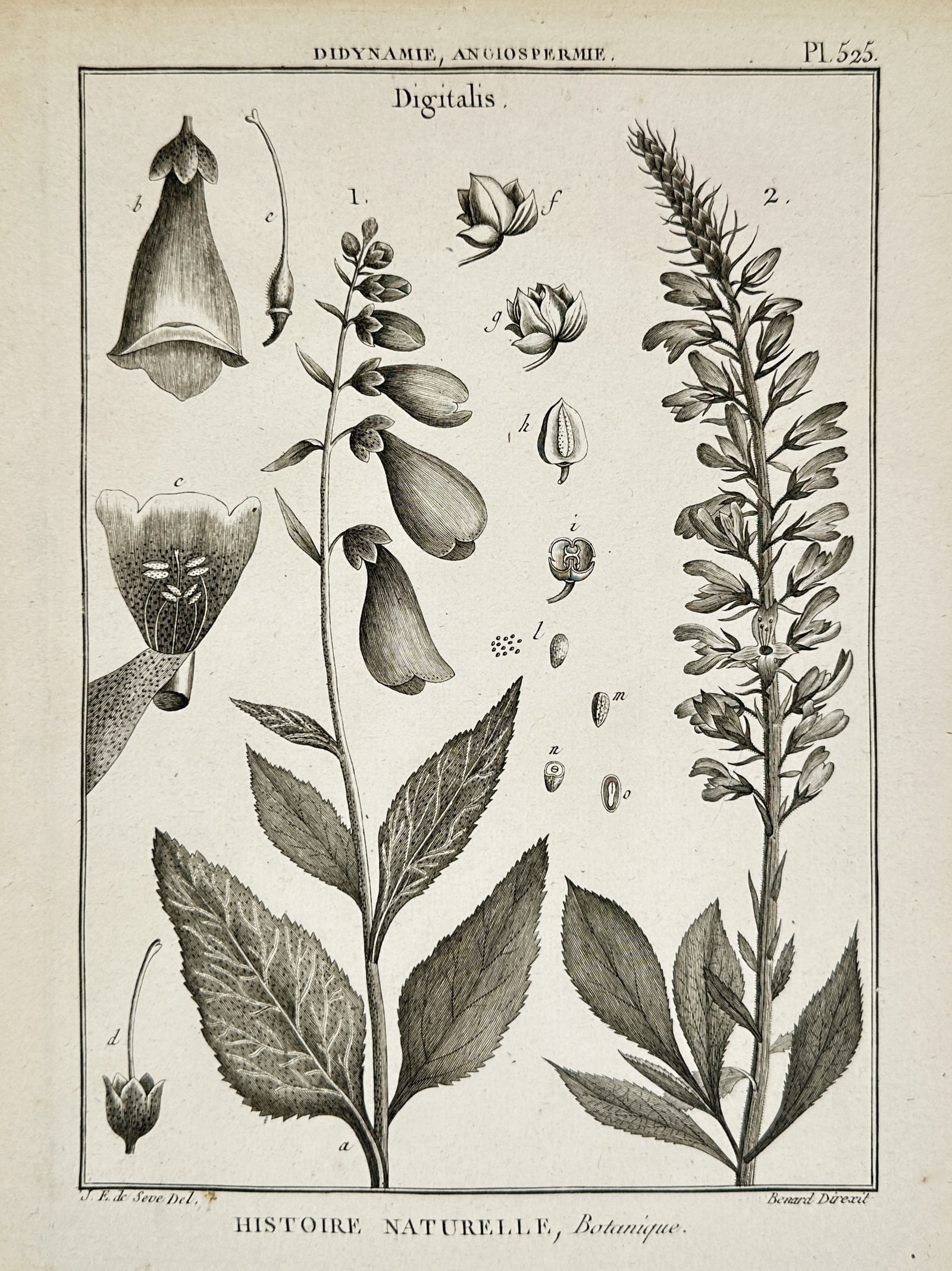 Robert Bénard (1734 – 1777) – Botanical Study of Foxgloves (Digitalis) – Engraving (1791) (1 of 2)