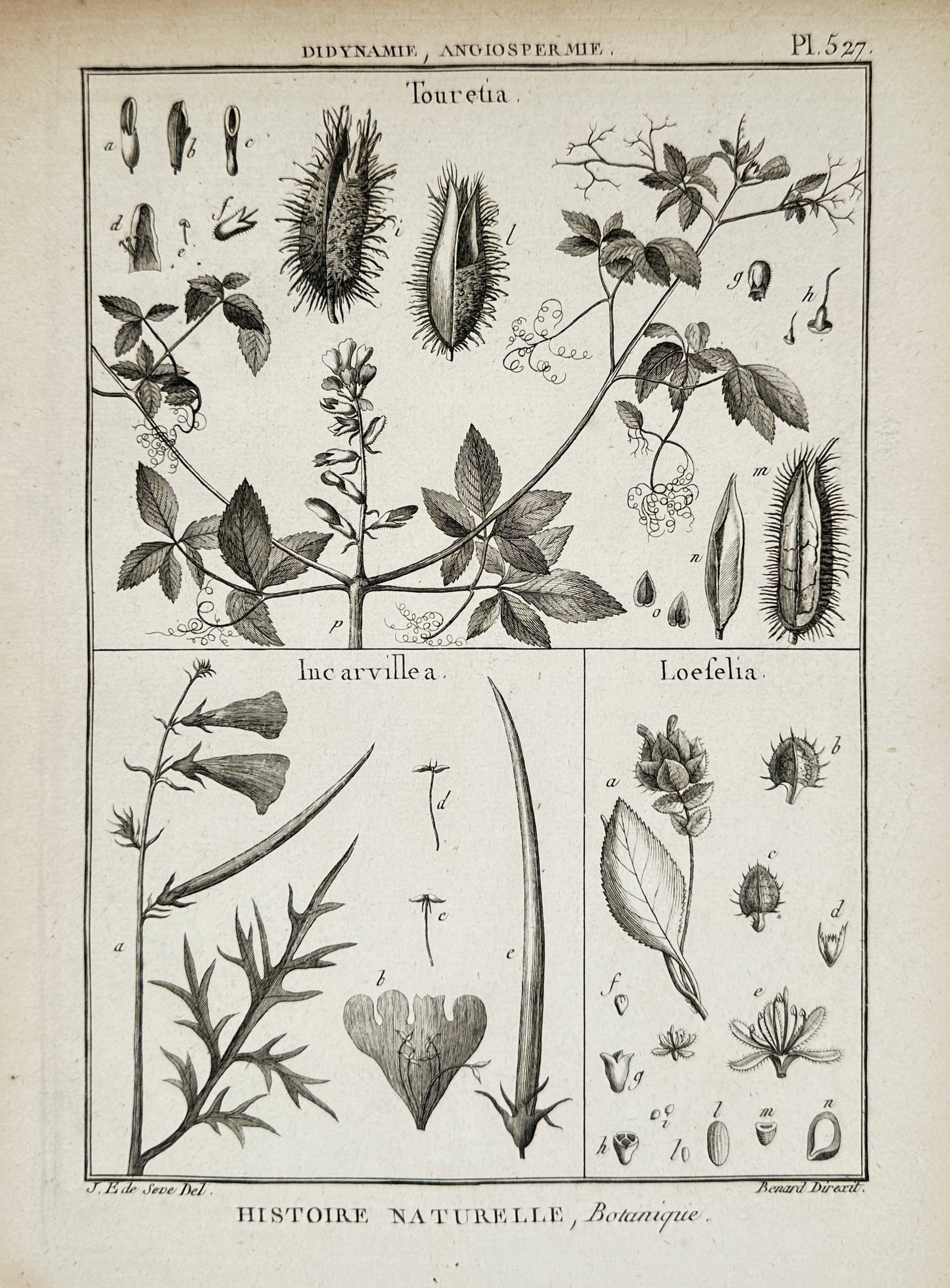 Robert Bénard (1734 – 1777) – Botanical Study of Touretia, Incarvillea, and Loefelia – (1 of 2)
