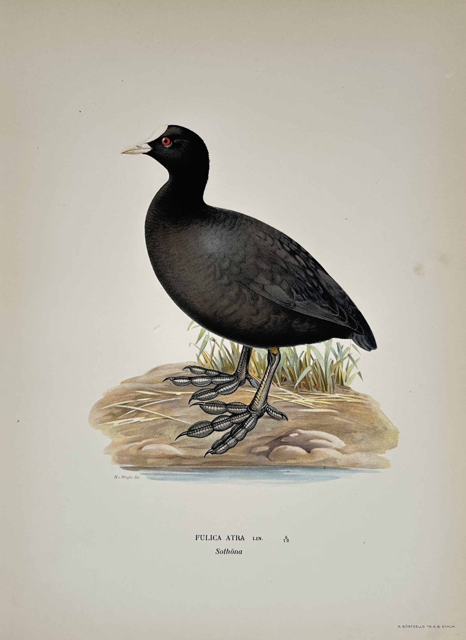 Magnus von Wright – Study of the Eurasian Coot (Fulica atra) – Color lithograph (1920s) (1 of 2)