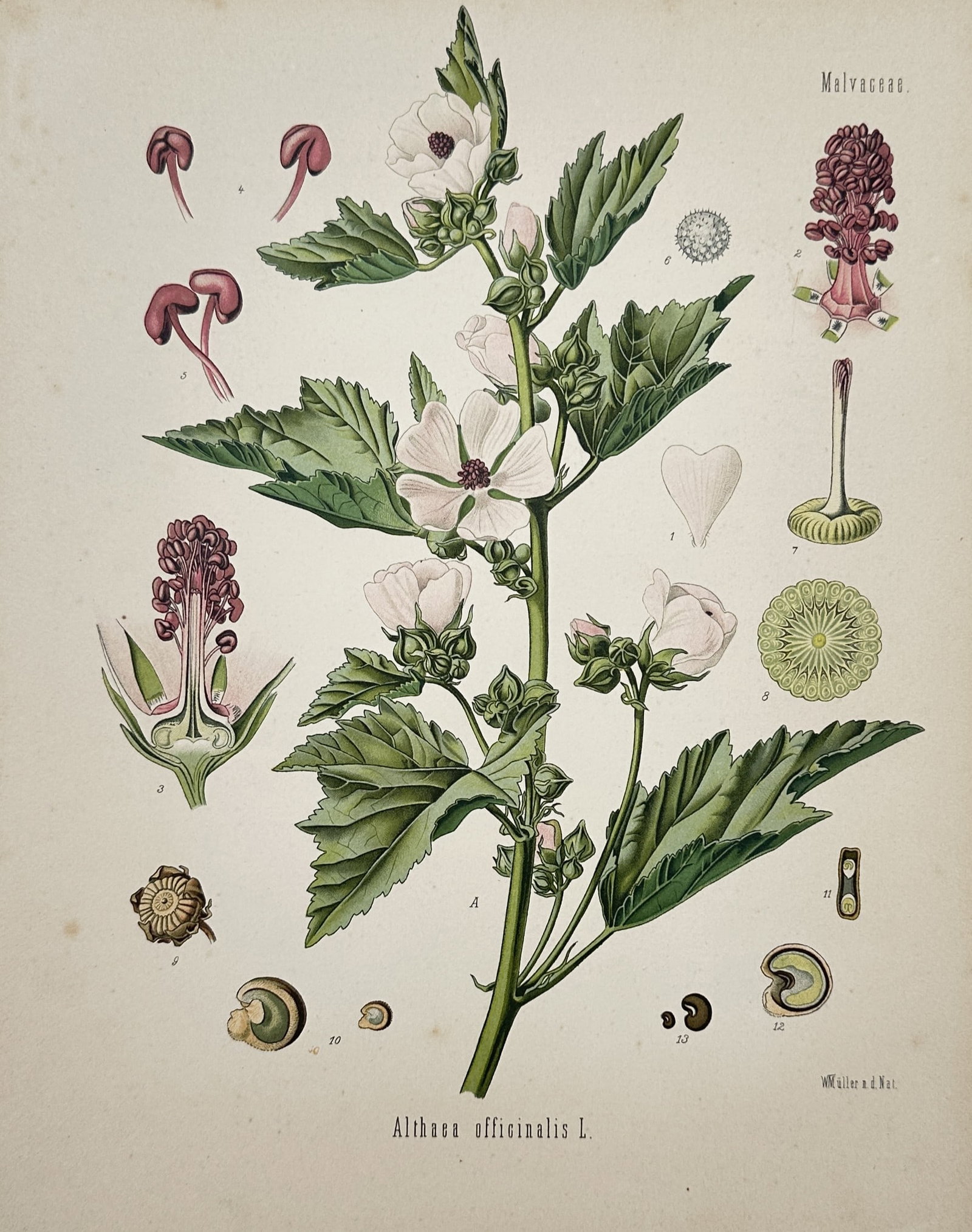 Franz Eugen Köhler (1836-1912) – Botanical Study of Marshmallow – Chromolithograph (1887): "Althaea officinalis L." illustrates a marshmallow plant with its characteristic pale pink flowers, serrated leaves, and detailed dissections of the reproductive organs and seeds. This chromolithograp
