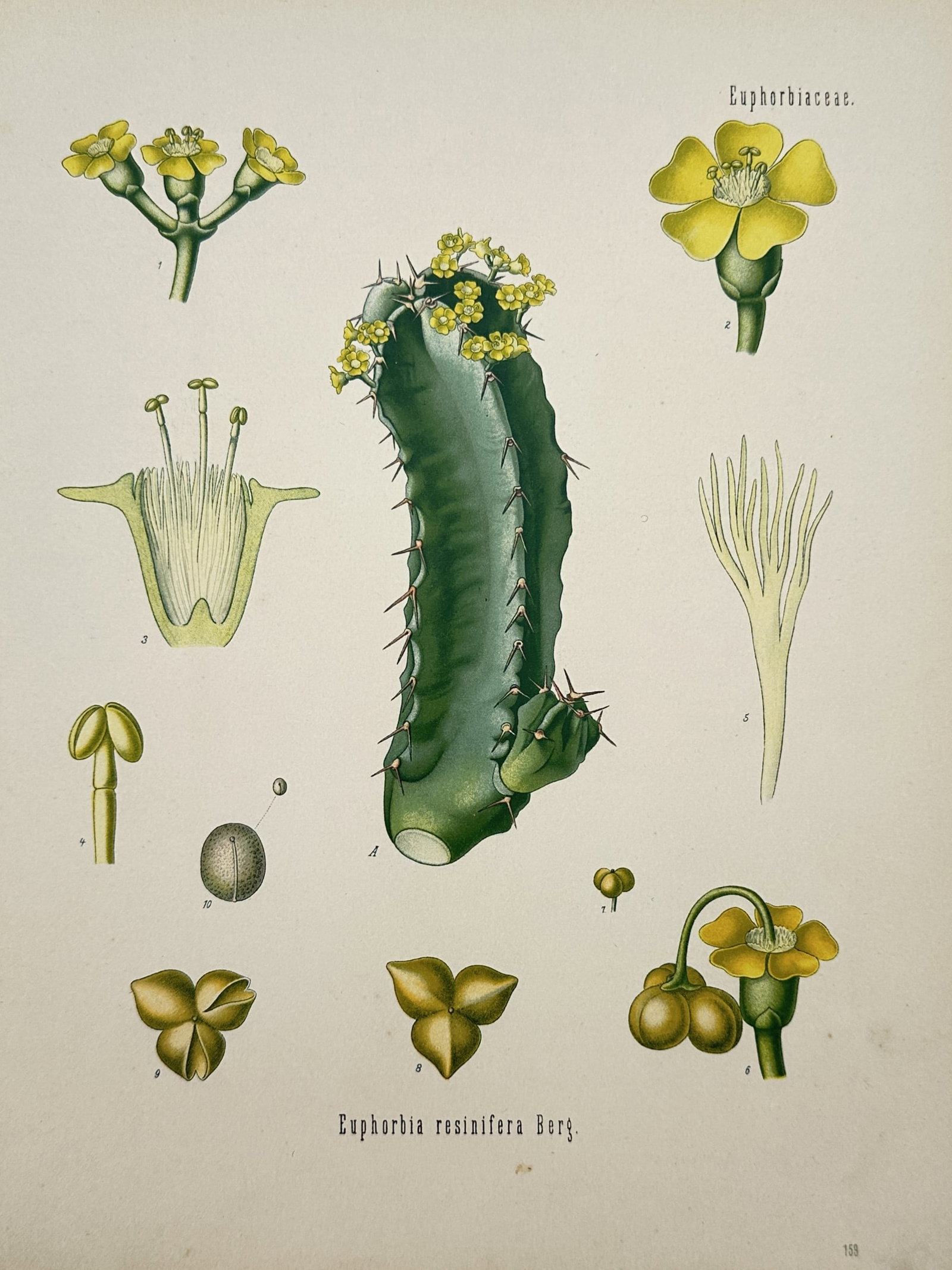 Franz Eugen Köhler (1836-1912) – Botanical Study of Resin Spurge – Chromolithograph (1887) (1 of 2)
