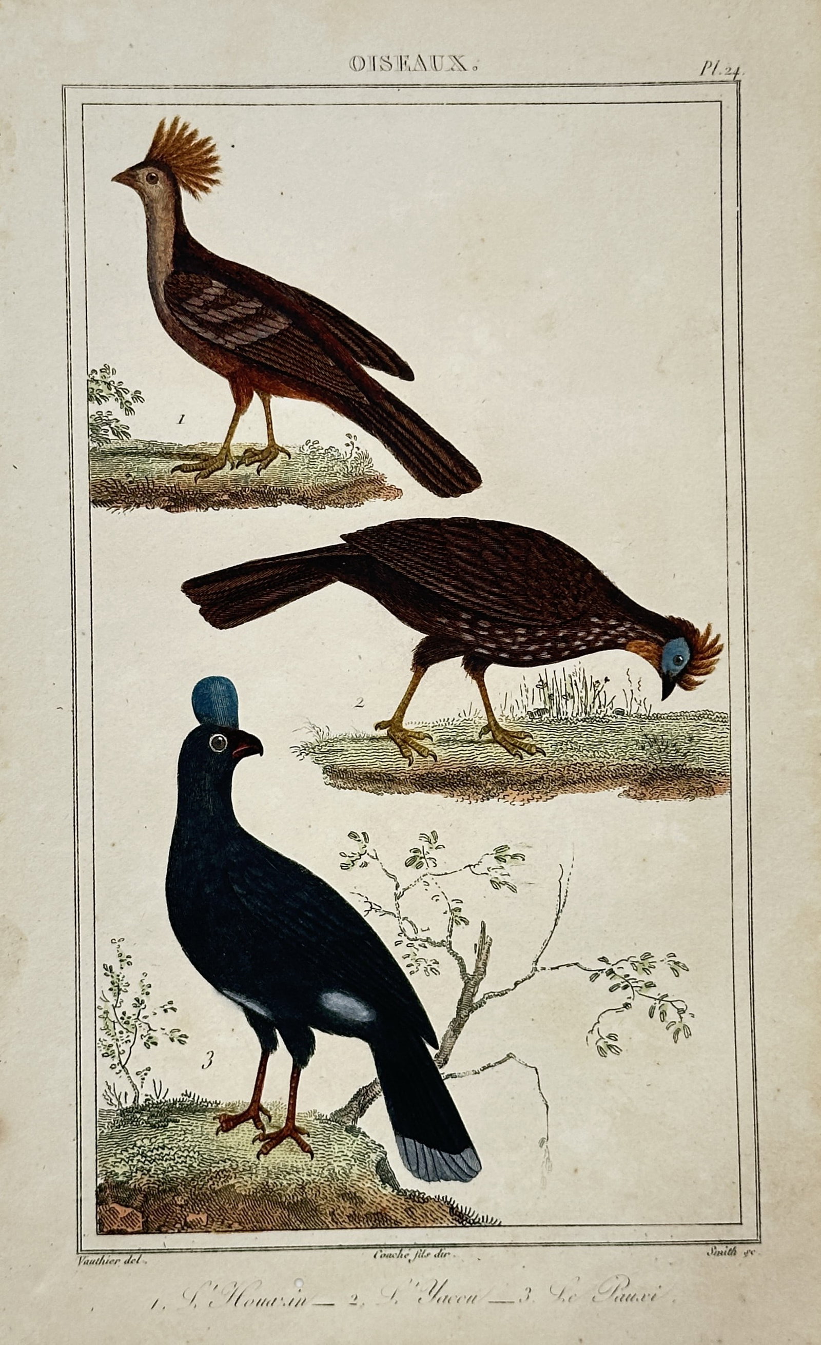 Georges-Louis Leclerc, Comte de Buffon – The Hoatzin, Guan, and Helmeted Curassow – Engraving: "L'Hoazin, L'Yacou, Le Pauxi" features three distinct bird species from the Americas, presented in a stacked vertical composition within a naturalistic setting. The top figure illustrates the Hoatzin 