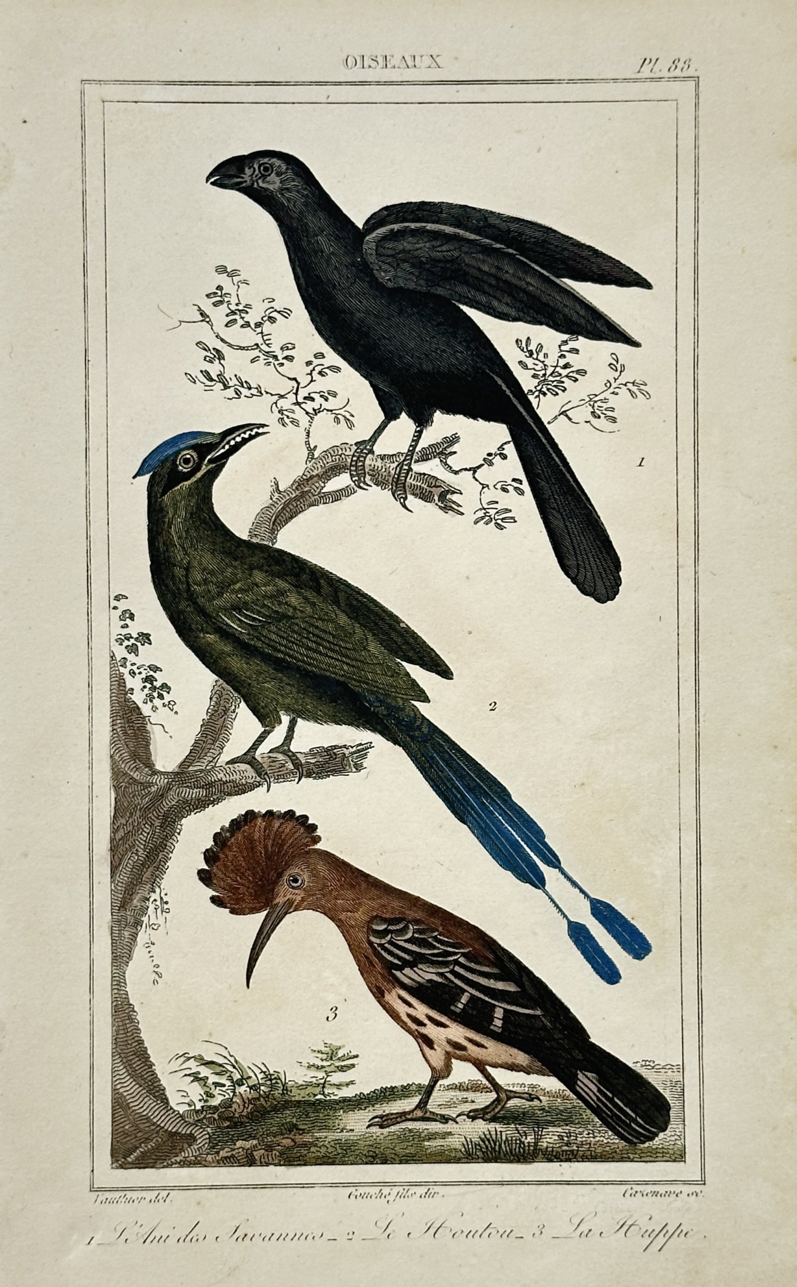 Georges-Louis Leclerc, Comte de Buffon – The Smooth-billed Ani, Motmot, and Hoopoe – Engraving (1 of 2)