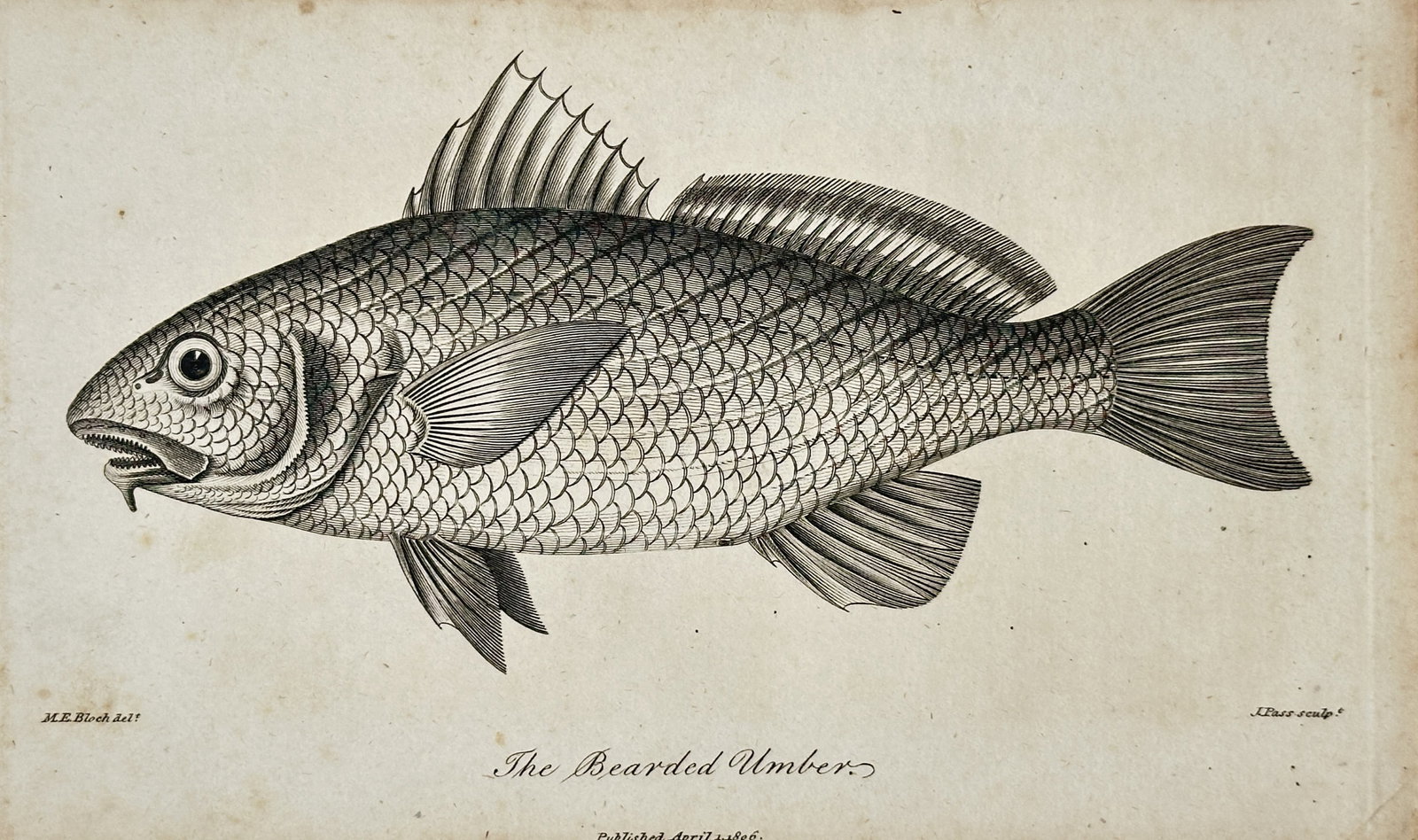 Marcus Elieser Bloch (1723–1799) – The Bearded Umber – Engraving (1806): "The Bearded Umber" This engraving provides a detailed ichthyological study of a fish, specifically the bearded umber, showing its scales, fins, and anatomical features. The work was published in Lond