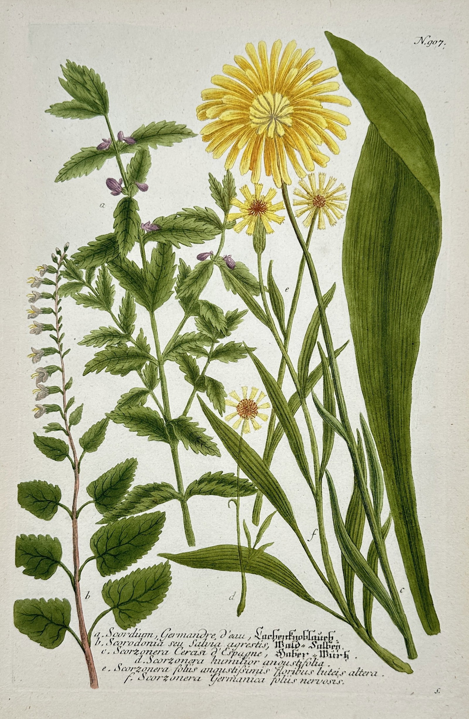 Johann Wilhelm Weinmann – Botanical Study of Scorzonera and Germander: "Scordium, Germandree d'eau, Lachenknoblauch" This hand-coloured etching illustrates several plant species, including flowering germander and various types of scorzonera with vibrant yellow blossoms a