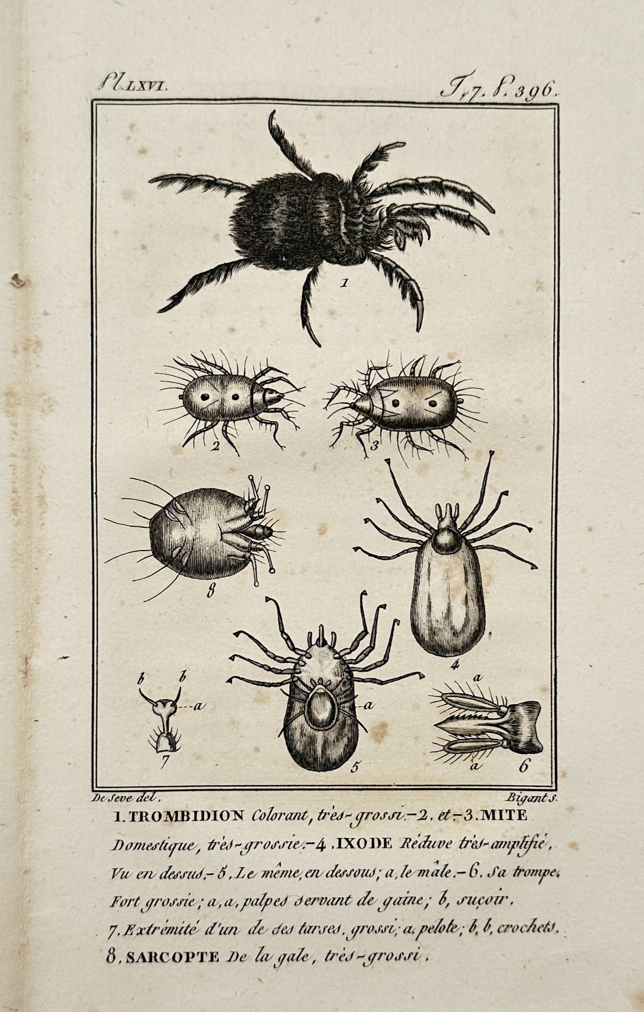 Georges-Louis Leclerc, Comte de Buffon – View of Mites and Ticks – Etching (c. 1770–1785): "1. TROMBIDION colorant, tres-grossi. 2. et 3. MITE Domestique, tres-grossie. 4. IXODE. Reduve tres-amplifié. 5. Le même, en dessous. 6. Sa trompe. 7. Extrémité d’un de ses tases. 8. SARCOPTE De