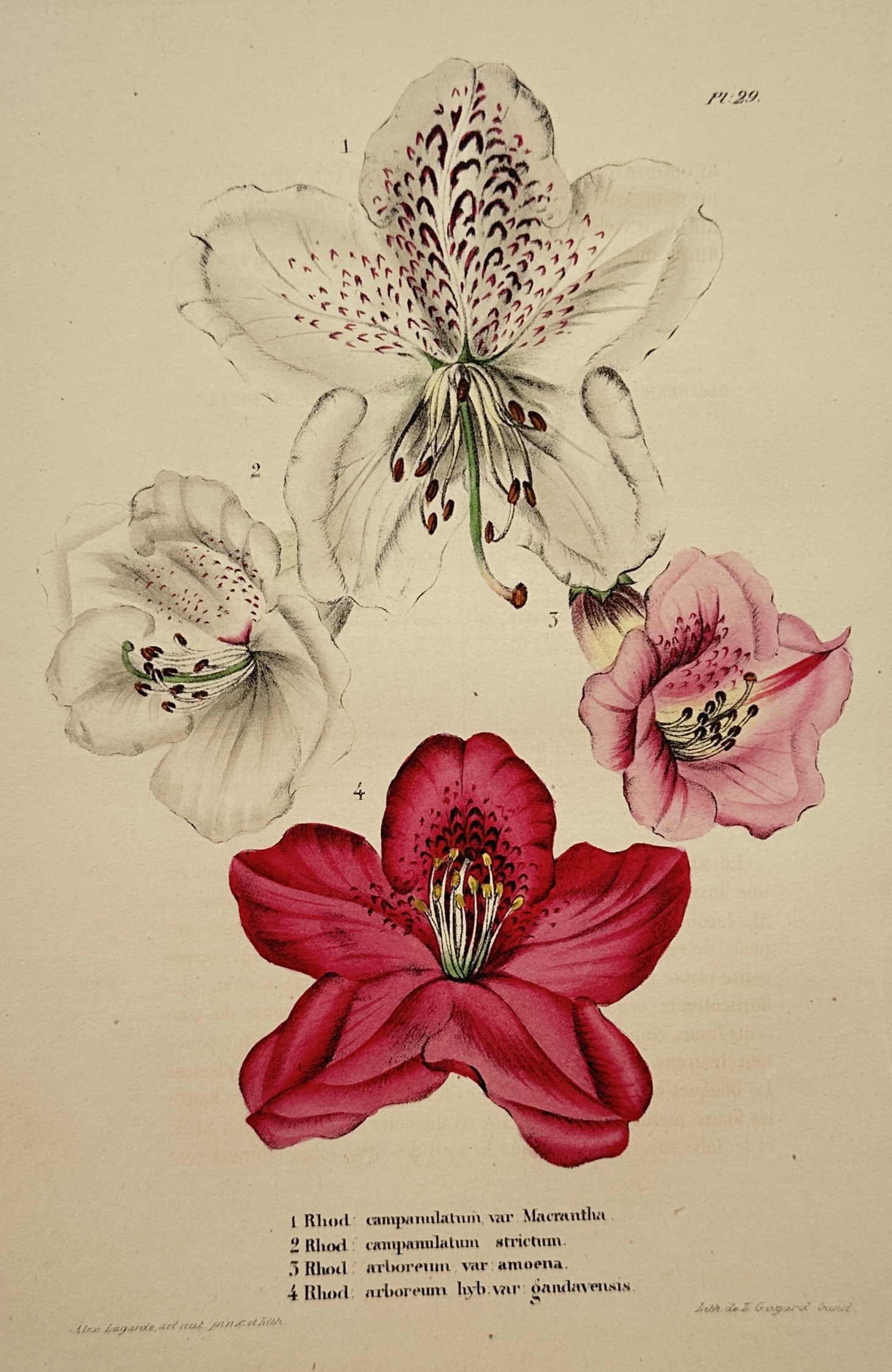 Walter Hood Fitch (1817–1892) – View of Various Rhododendron Species – Hand-colored Lithograph: "Pl. 29. 1. Rhod: campanulatum var. Macrantha. 2. Rhod: campanulatum strictum. 3. Rhod: arboreum var. amoena. 4. Rhod: arboreum hyb: var: gandavensis." This work features a beautifully arranged botani