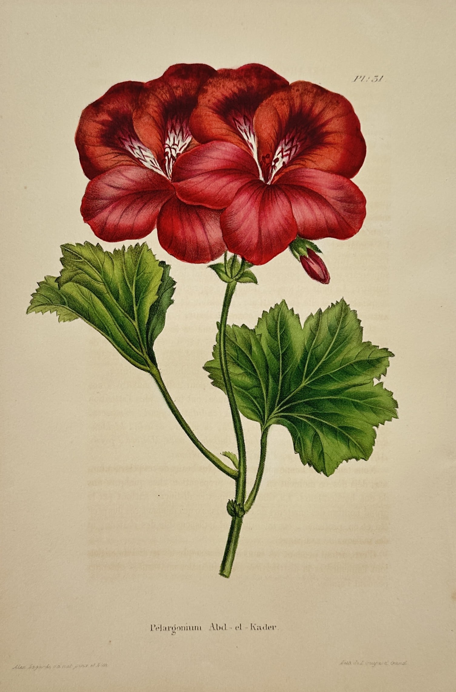 Walter Hood Fitch (1817–1892) – View of the Pelargonium Abd-el-Kader – Hand-colored Lithograph (1 of 2)