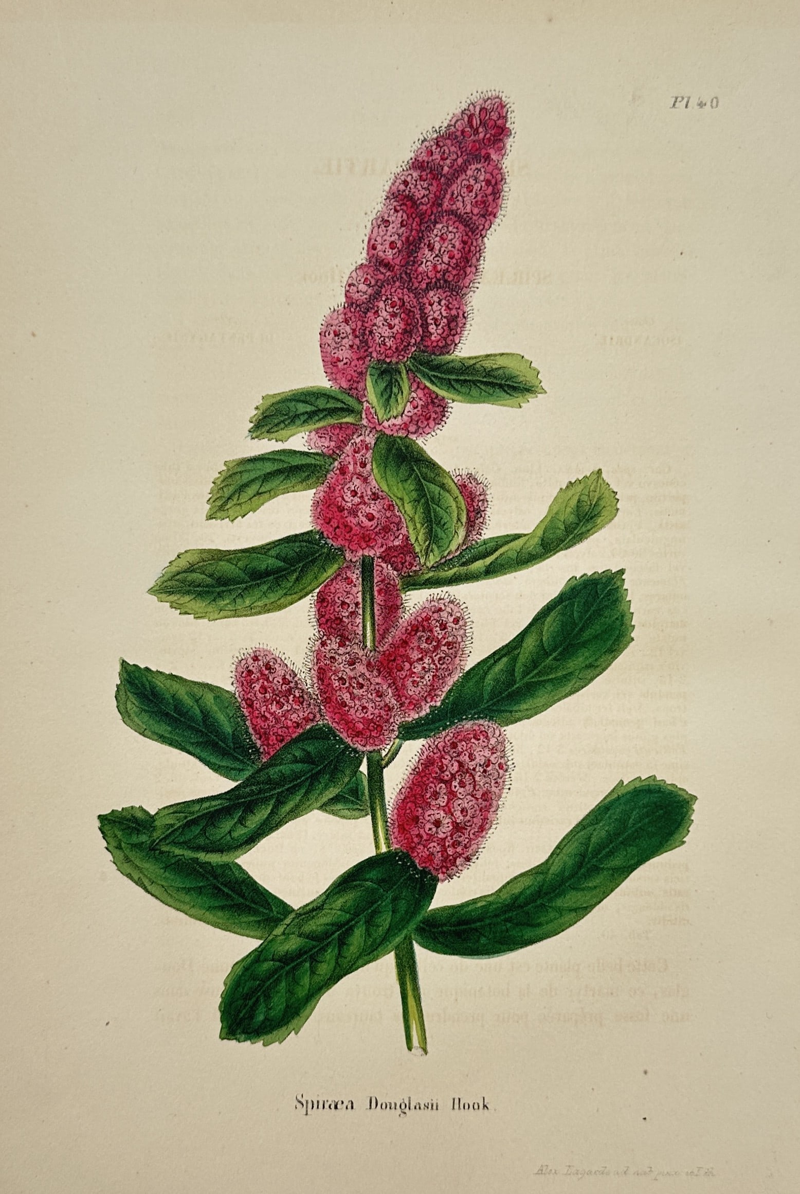 Walter Hood Fitch (1817–1892) – View of the Spiraea Douglasii – Hand-colored Lithograph (1 of 2)