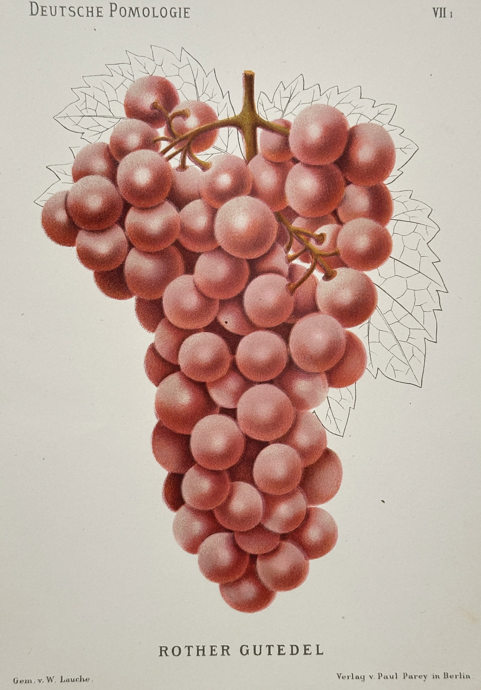 Wilhelm Lauche (1827–1883) – View of the Rother Gutedel Grape – Chromolithograph (1882–1883): "Deutsche Pomologie. Rother Gutedel." This work features a vibrant botanical illustration of a cluster of Rother Gutedel grapes, showcasing the variety's characteristic reddish-pink skin and dense fru